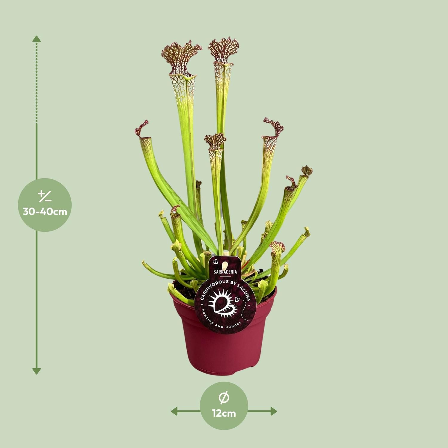 Sarracenia Farnhamii Karnivorpflanze