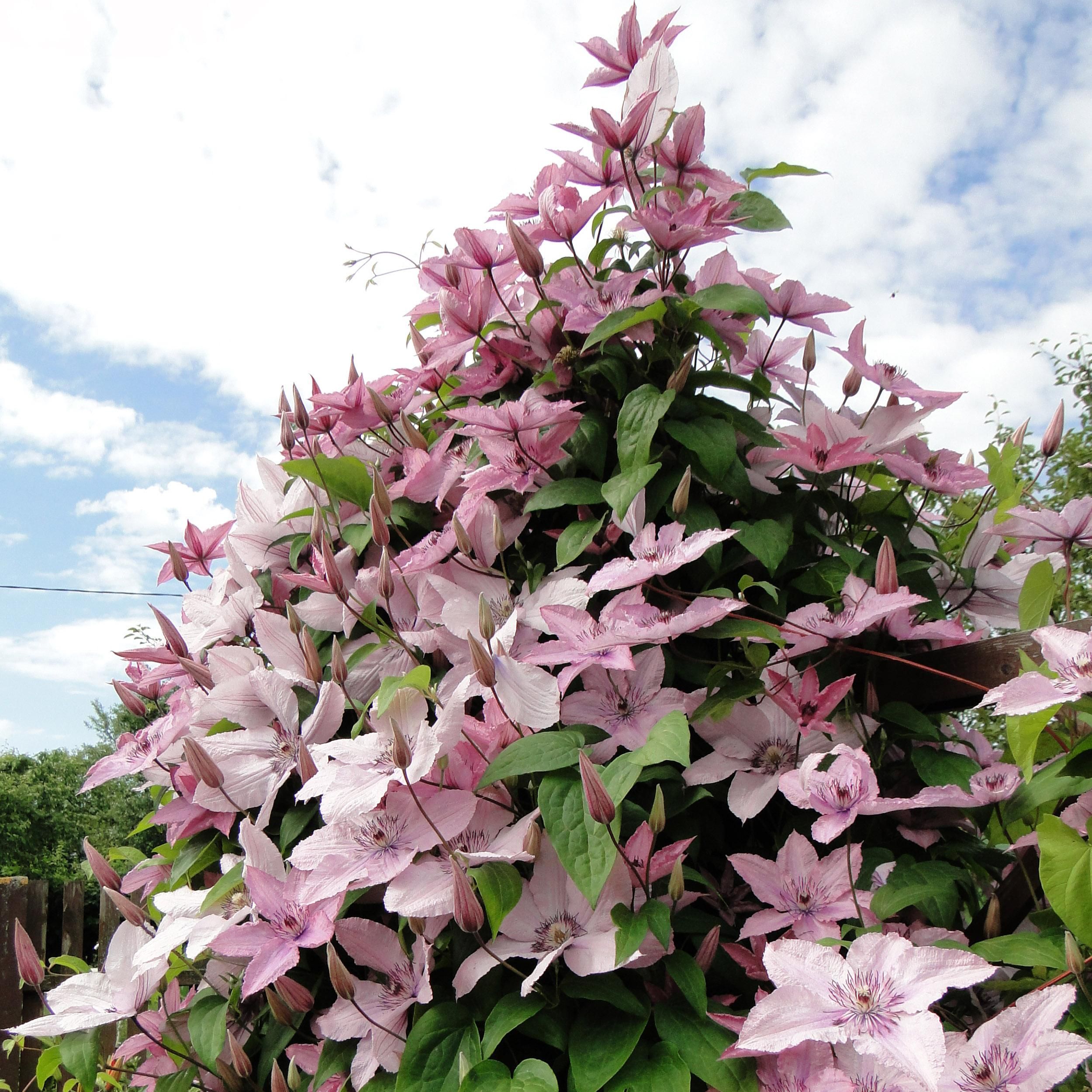 Clematis Hagley Hybrid Kletterpflanze mit rosaroten Blüten