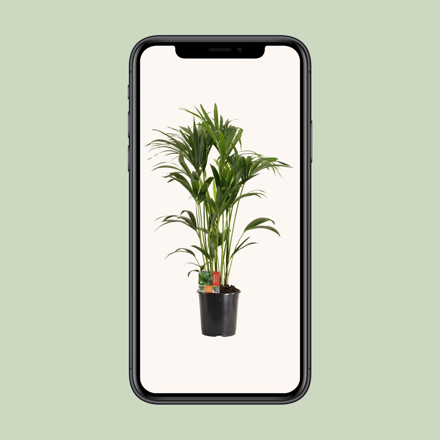 Elegante Kentia-Palme Howea Forsteriana