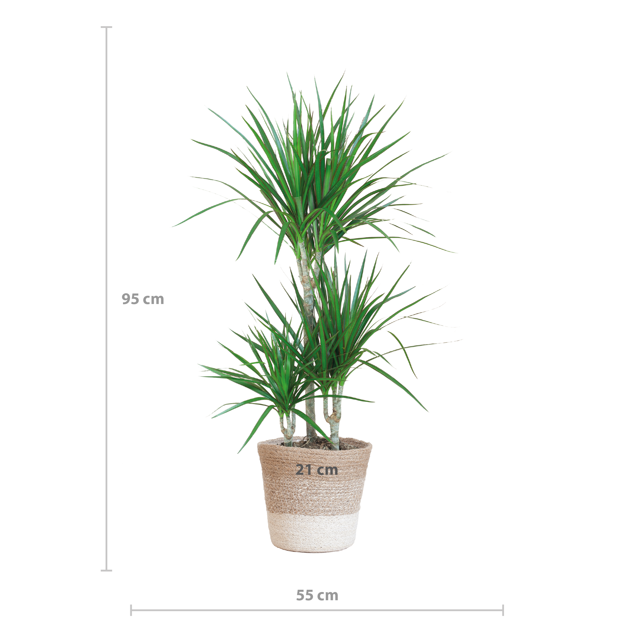 Dracaena Marginata Zimmerpflanze mit weißem Lissabon-Korb