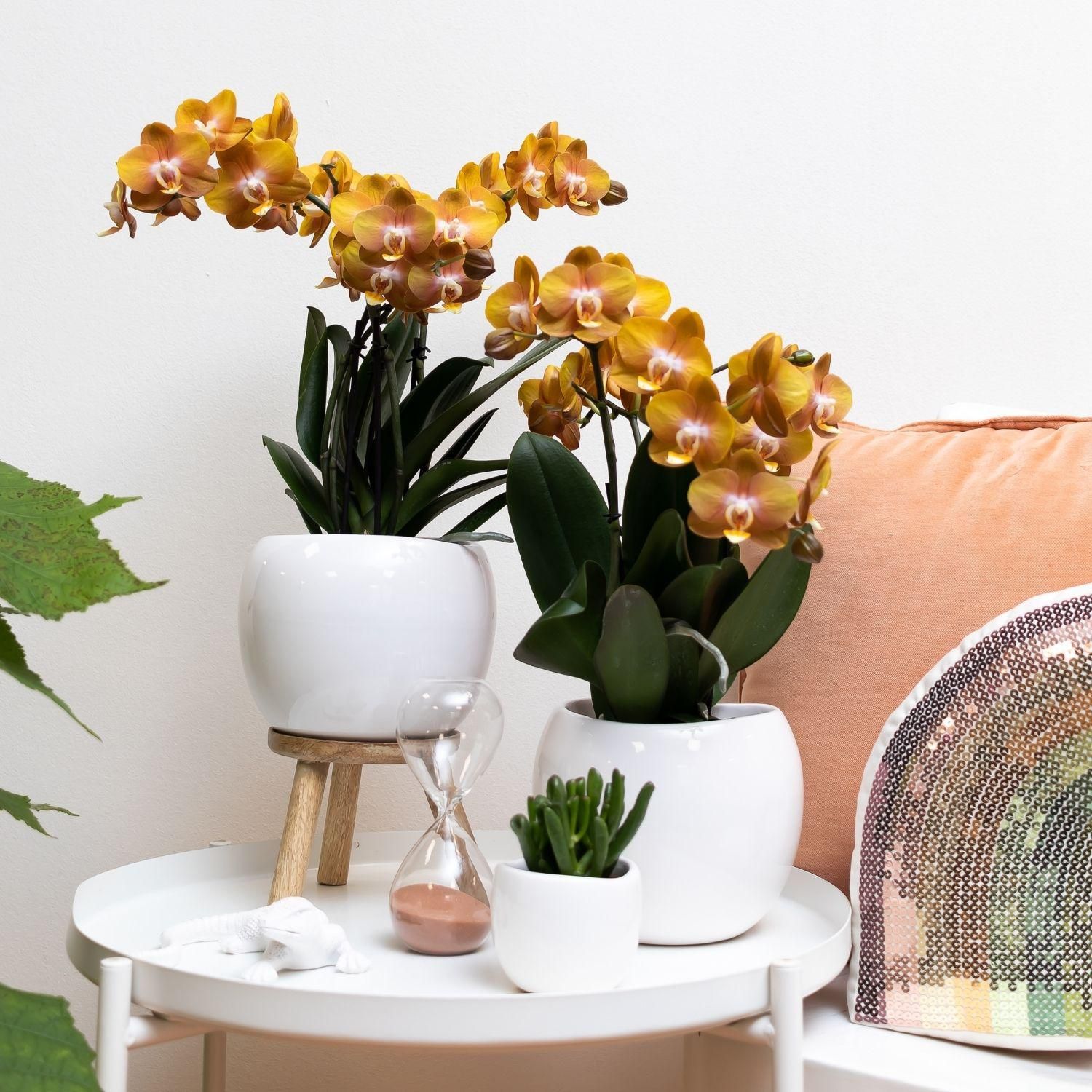 Phalaenopsis Orchidee Jewel Las Vegas Orange