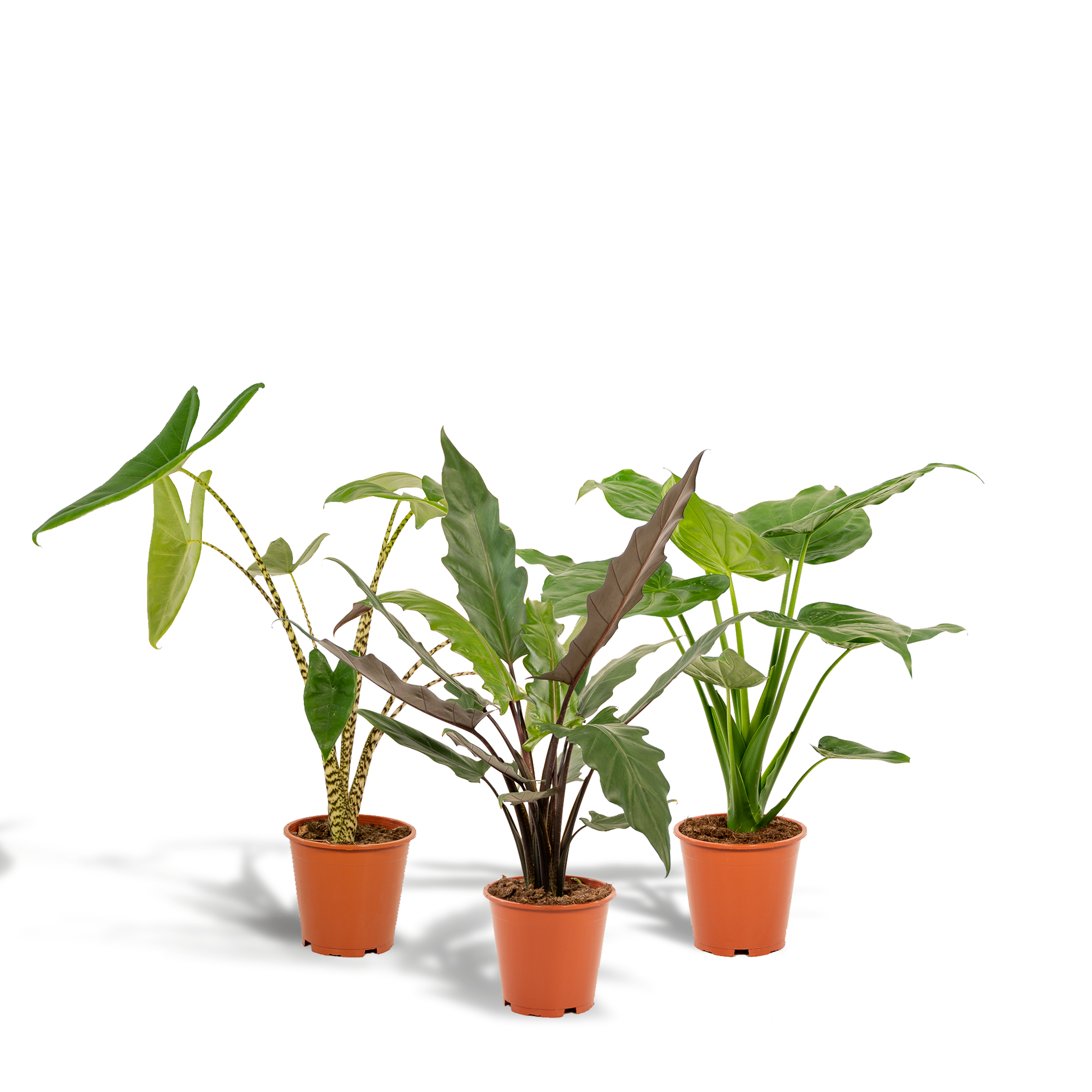 Alocasia Zebrina Zimmerpflanzen-Set
