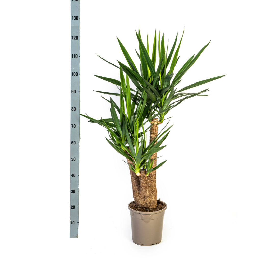 Yucca Elephantipes Verzweigt Ø24cm – 80-100cm Hoch – Robuste Grünpflanze
