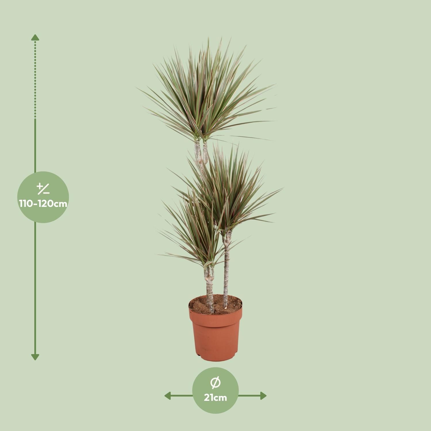 Dracaena Bicolor Drachenbaum