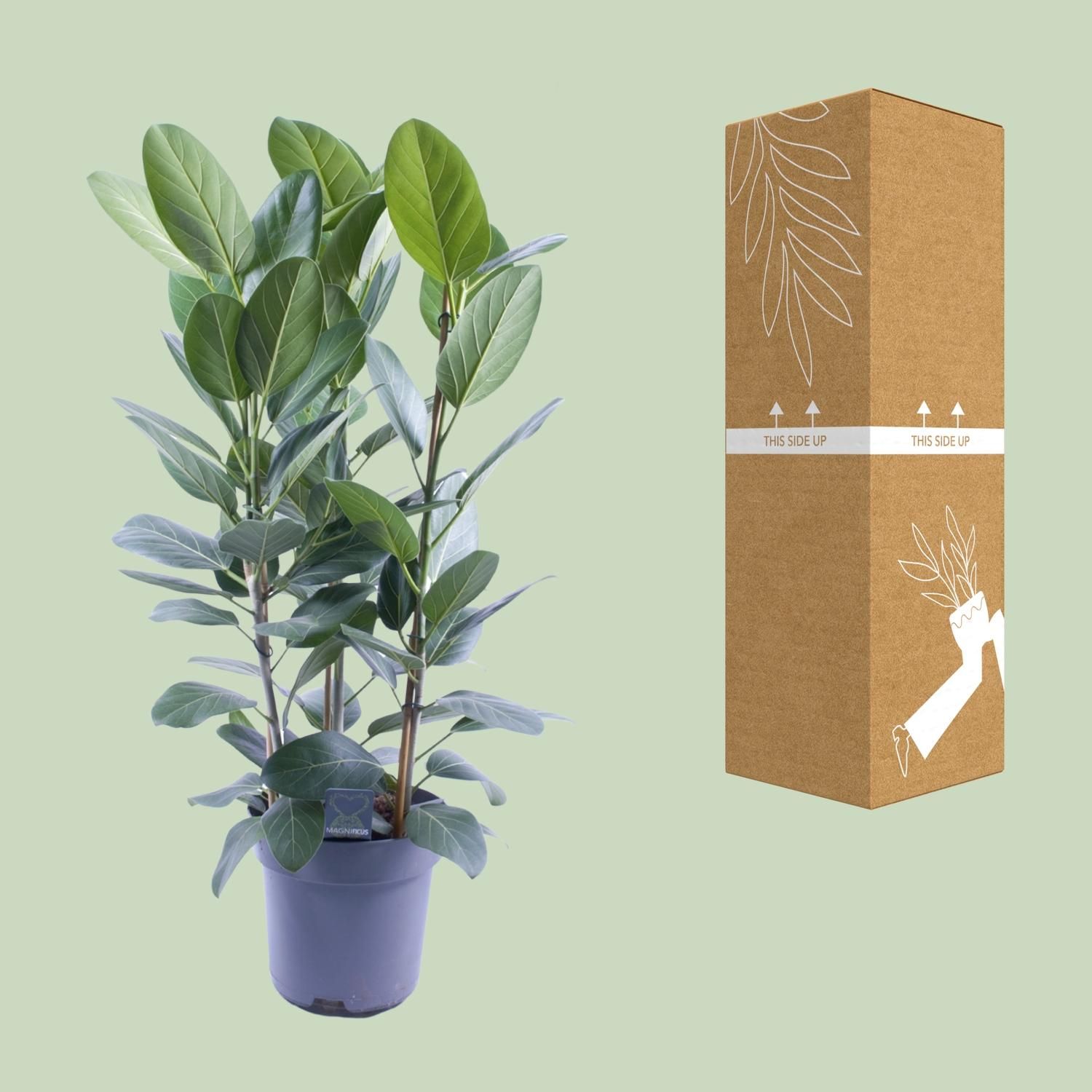 Ficus Audrey – 3 Stecklinge – Ø27cm – ↕105cm