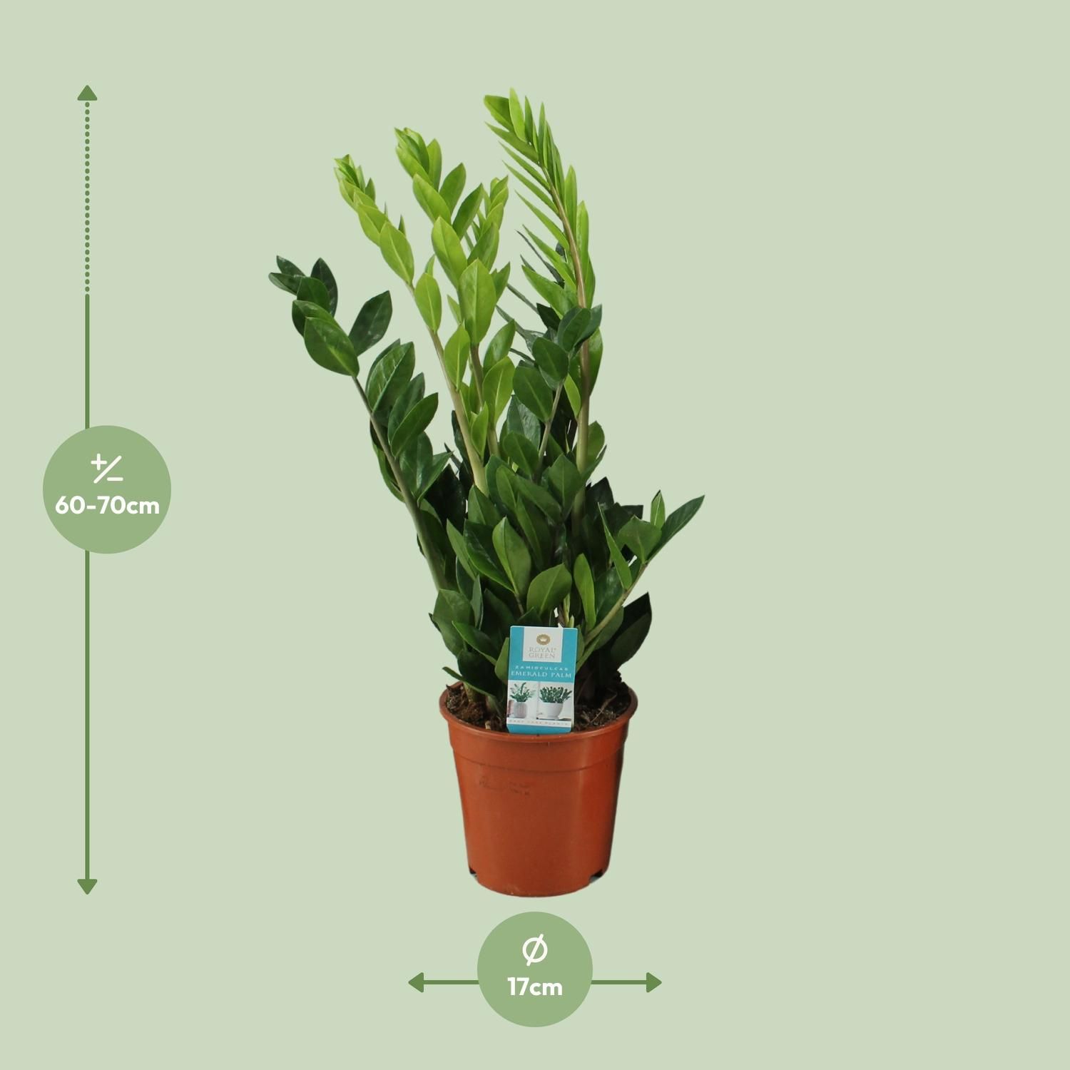 Zamioculcas Zimmerpflanze mit glänzenden Blättern