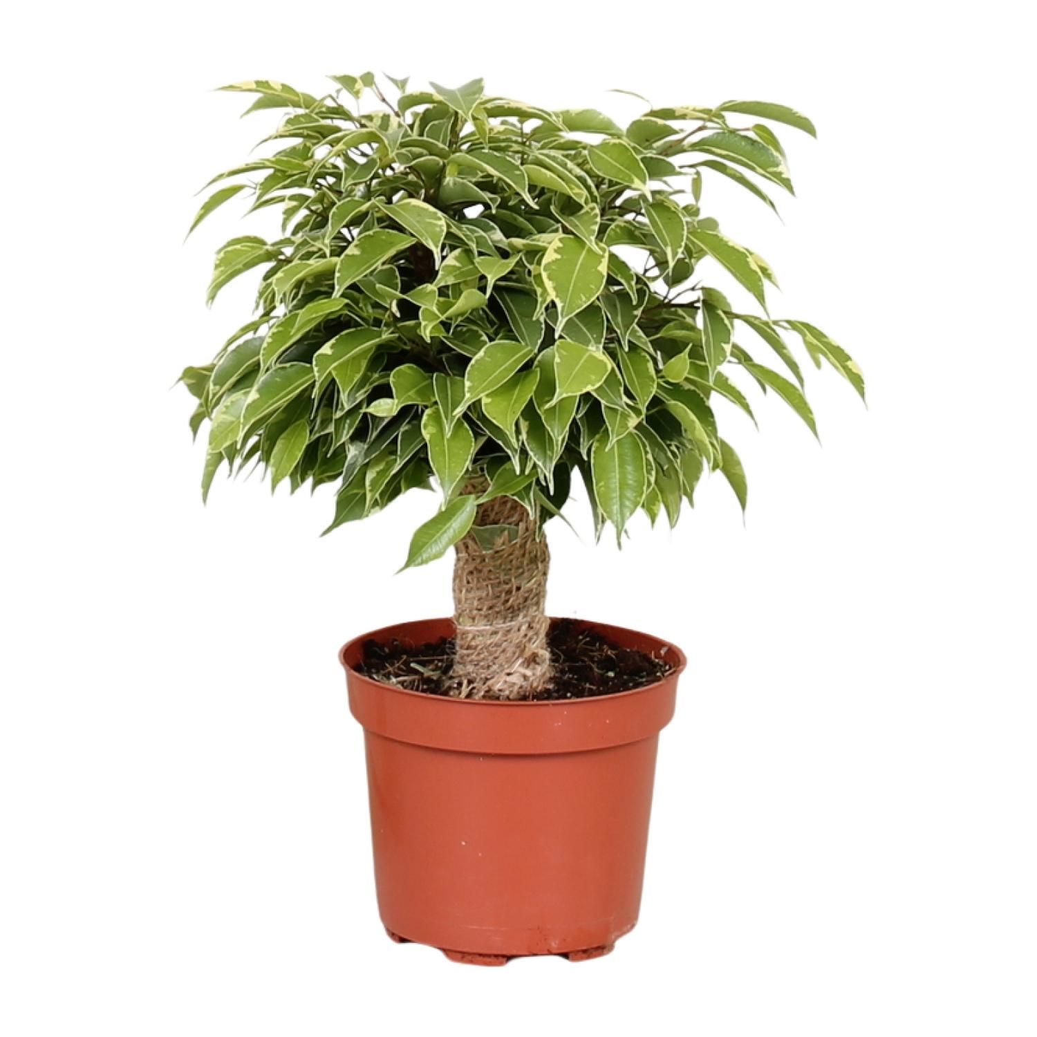 Ficus Benjamina Kinky Elegante Zimmerpflanze