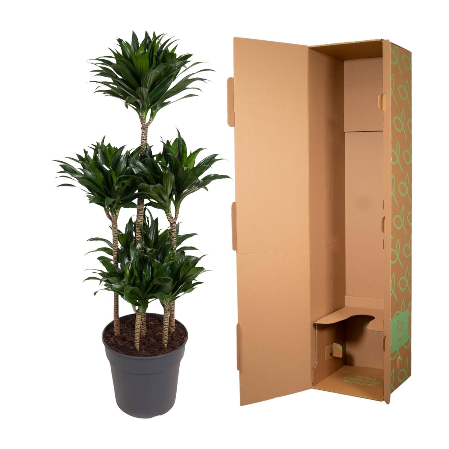 Dracaena Compacta Carrousel Zimmerpflanze