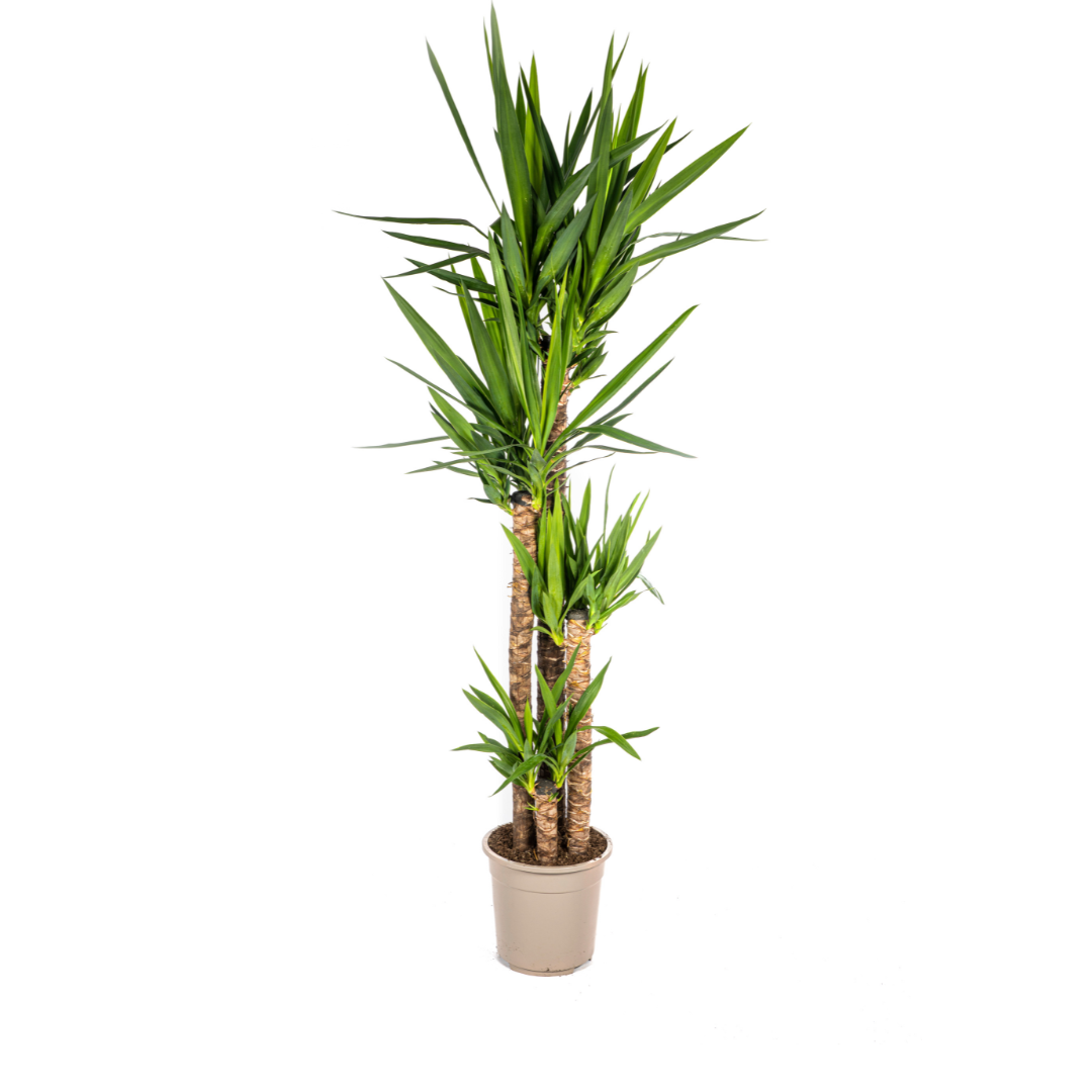 Yucca Elephantipes XL | Topf Ø27cm | Höhe 150-170cm