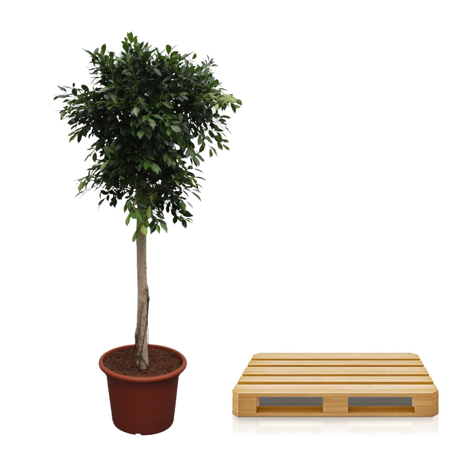 Ficus Nitida dekorativer Zimmerbaum