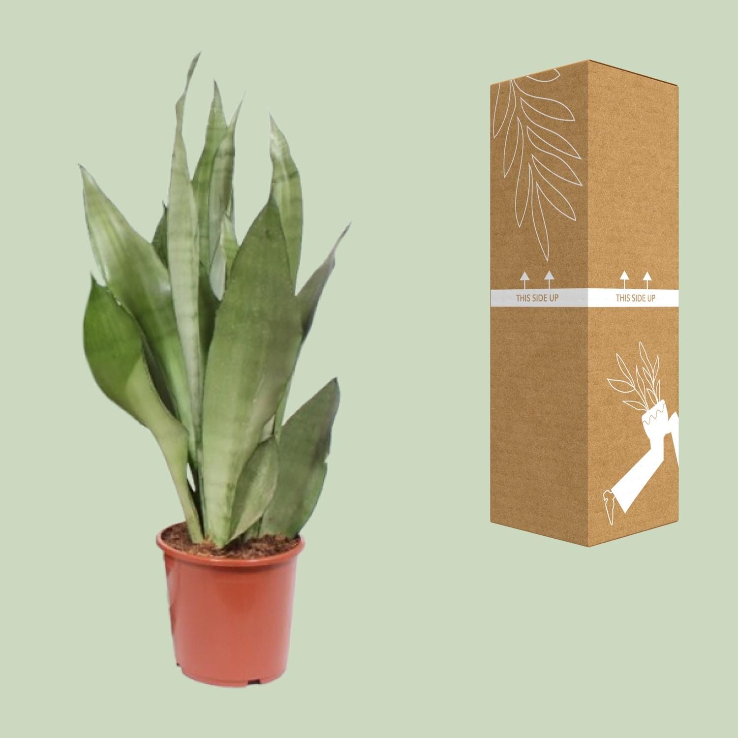 Sansevieria Moonshine Pflanze