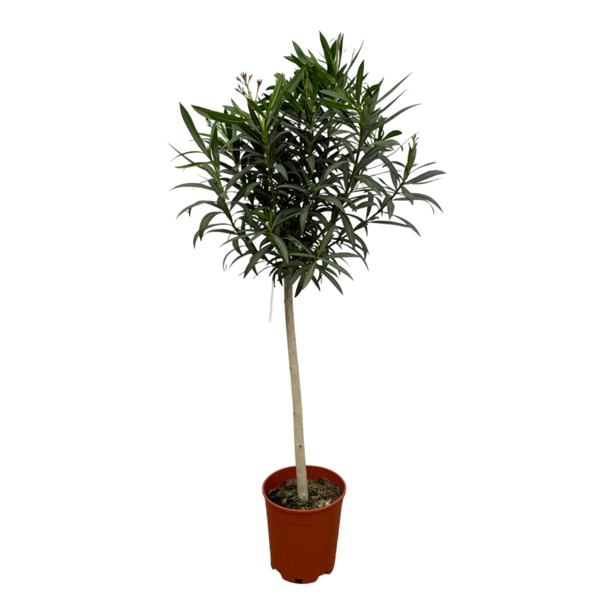 Nerium Oleander Stamm mit roten Blüten