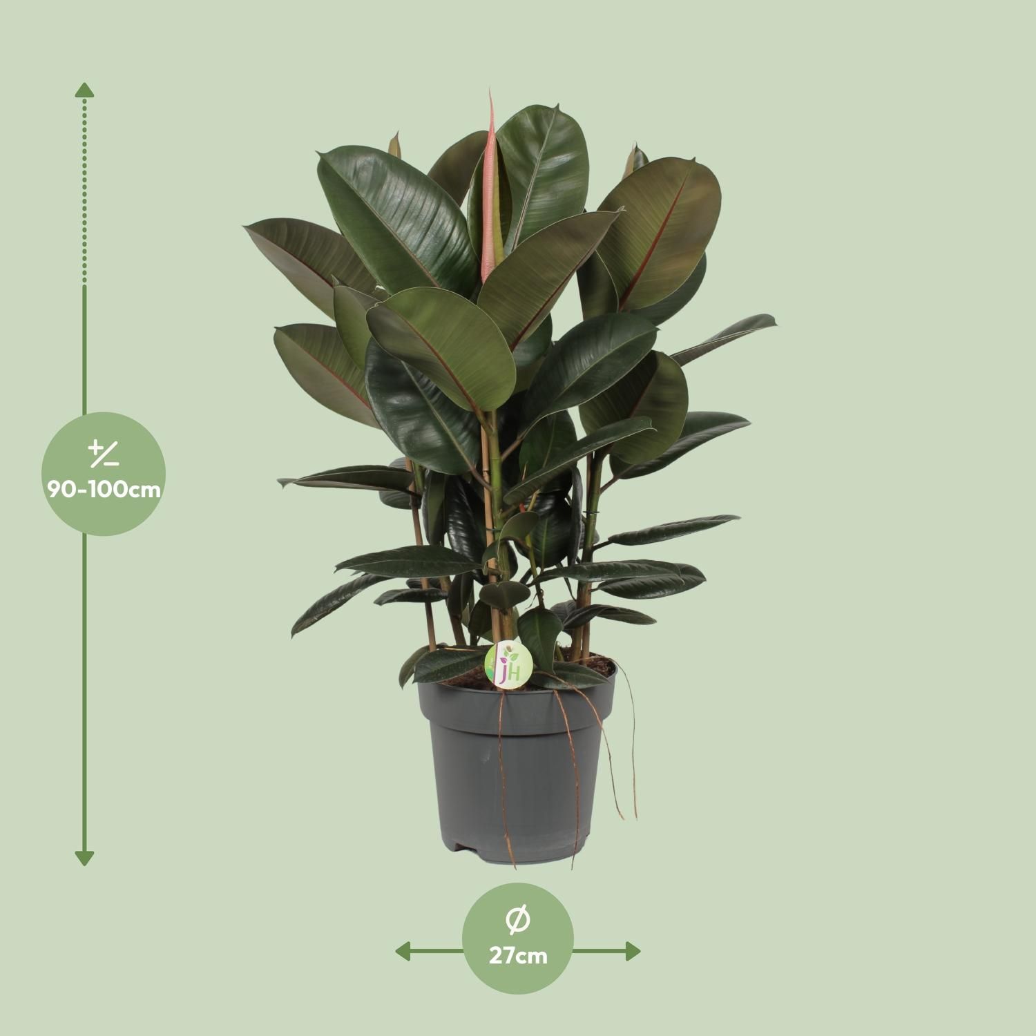 Ficus Robusta Zimmerpflanze