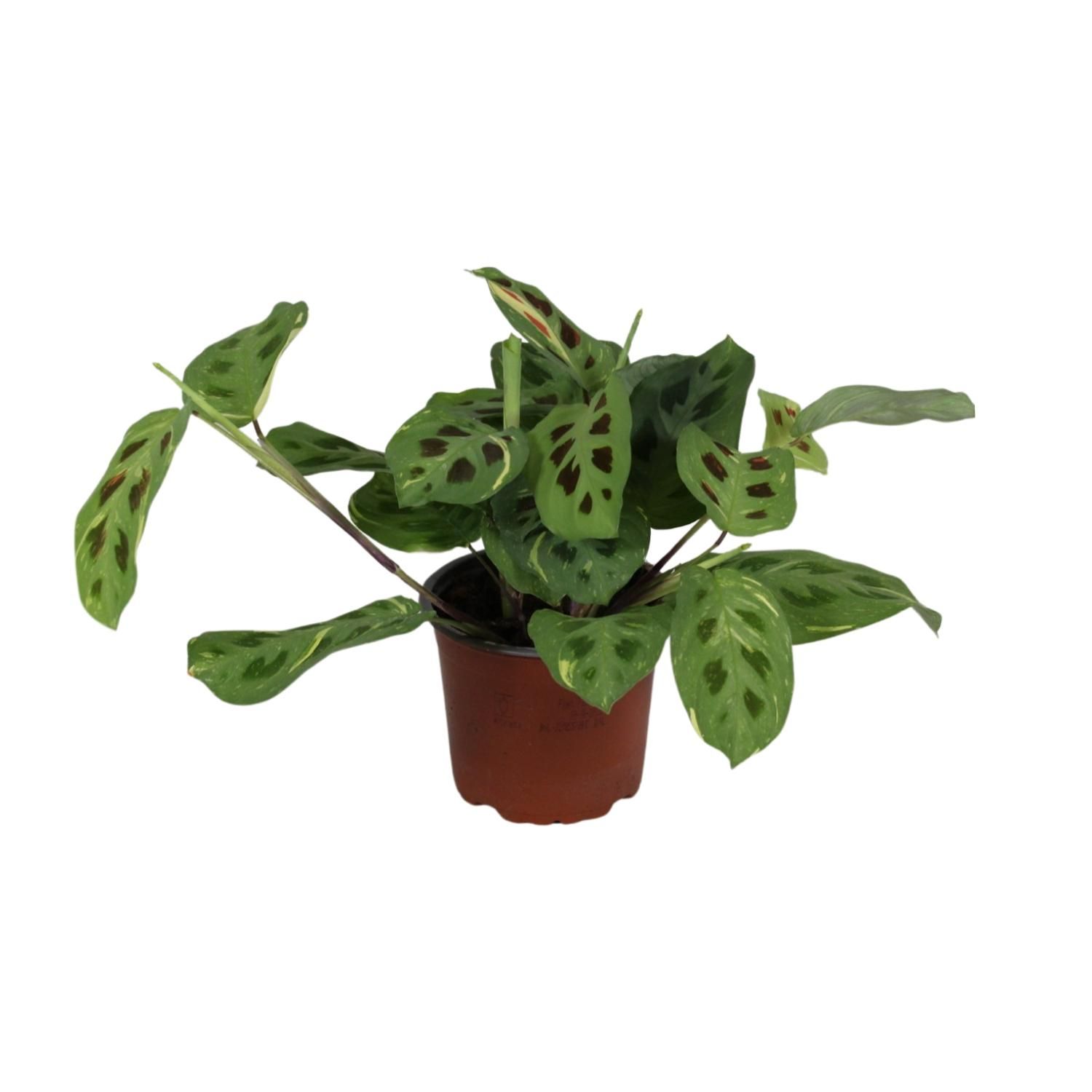 Maranta Leuconeura Fascinator Variegata Zimmerpflanze