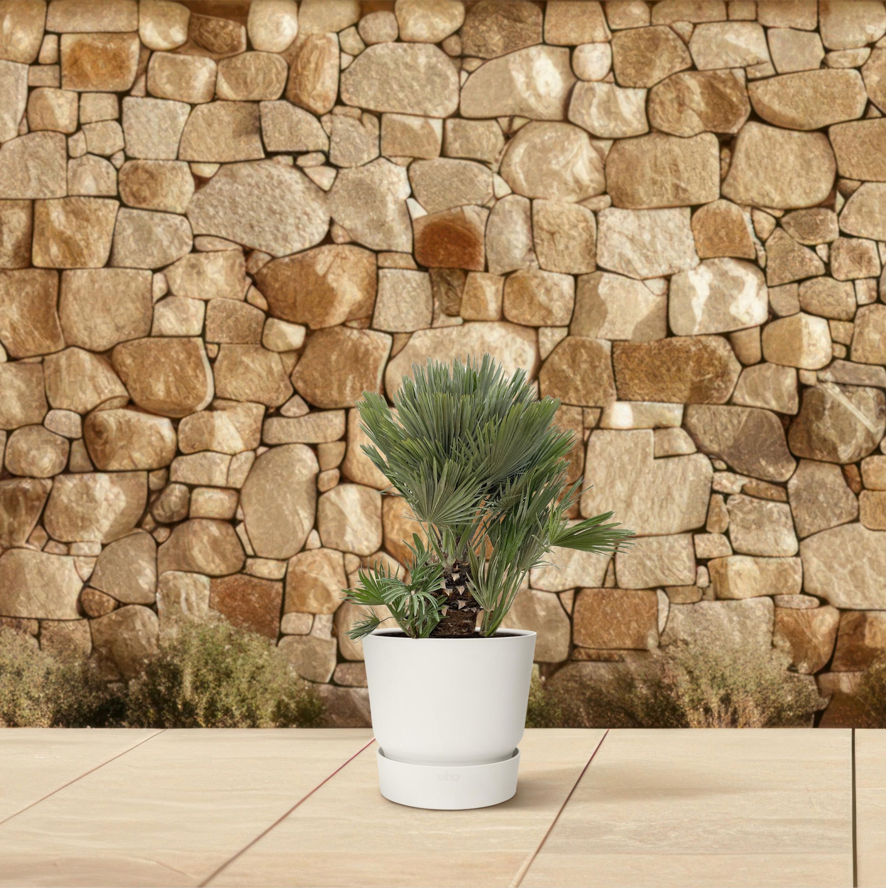 Chamaerops Humilis Zwergpalme mit kompaktem Blattwerk