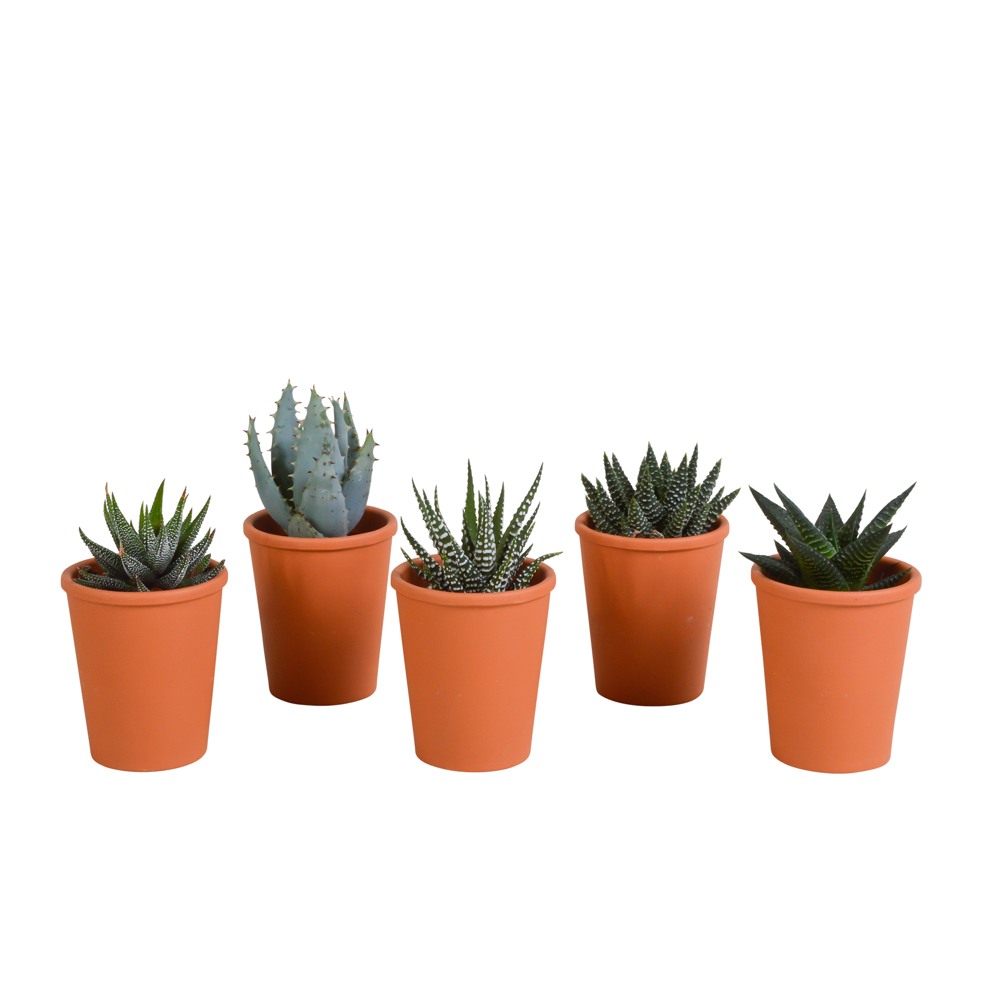 Gasteria und Haworthia Pflanzenmix im Terrakotta-Topf