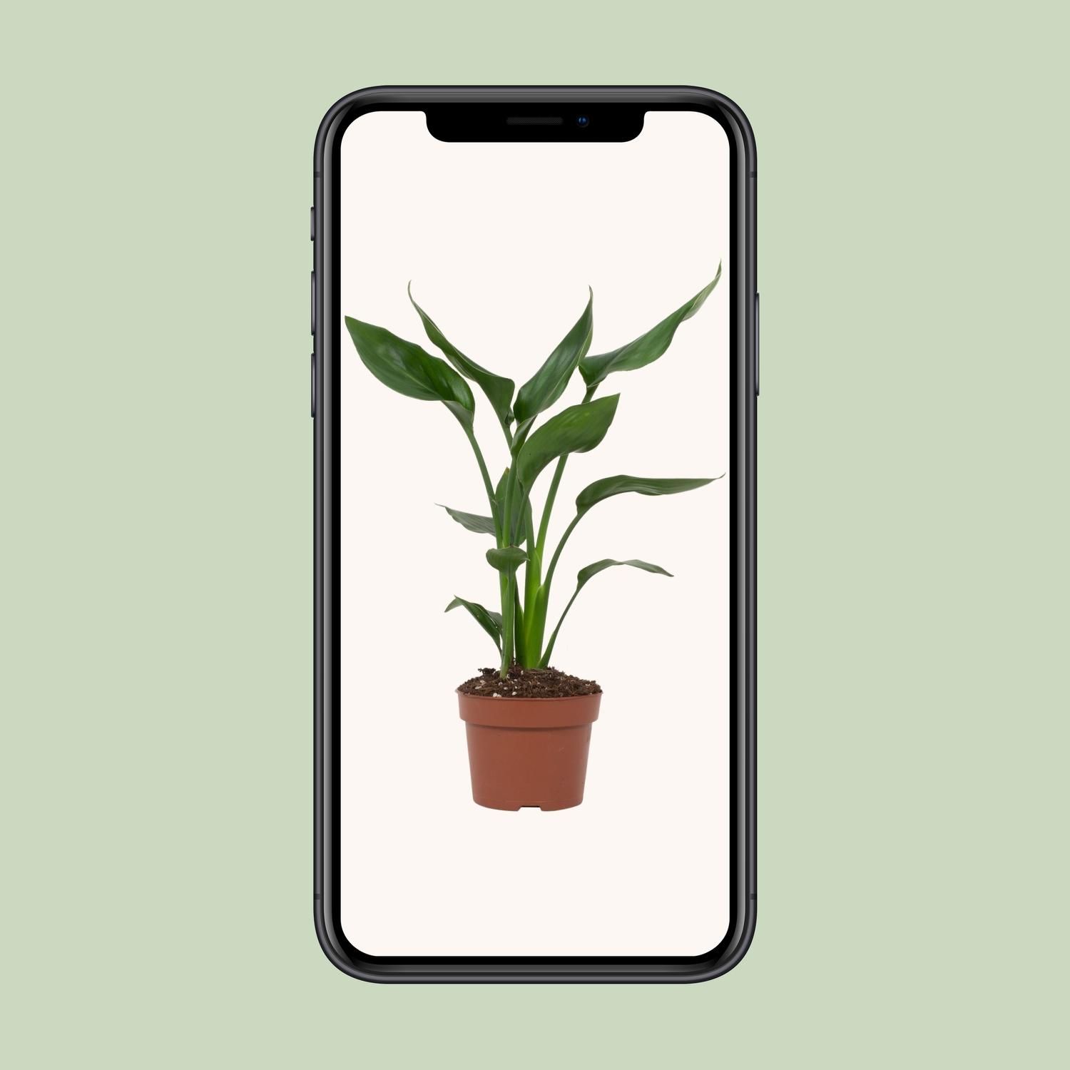 Paradiesvogelblume Strelitzia als Zimmerpflanze