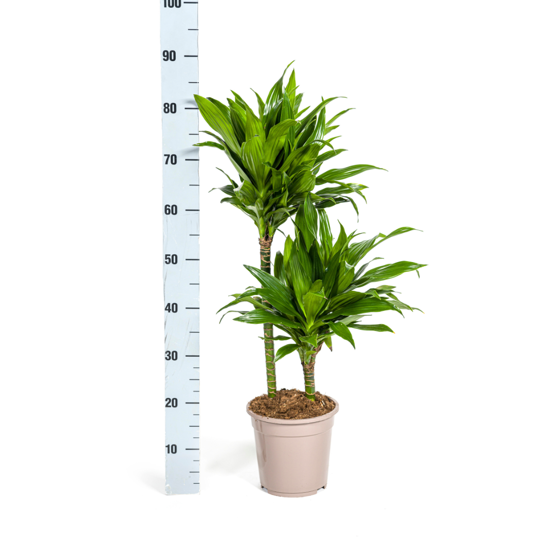 Drachenbaum Green Jewel | Ø19cm | 70-90cm Höhe