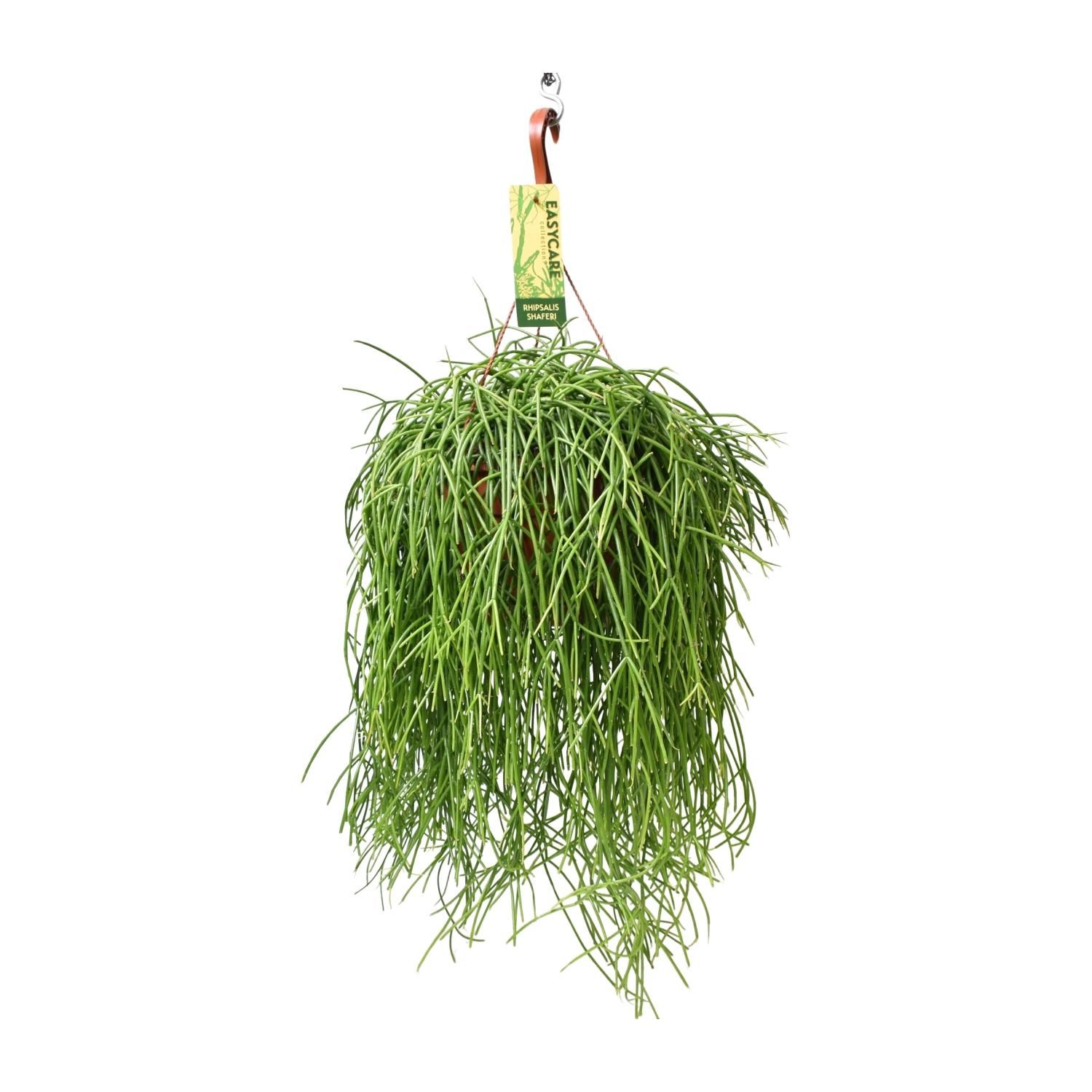 Rhipsalis Baccifera Shaferi Zimmerpflanze