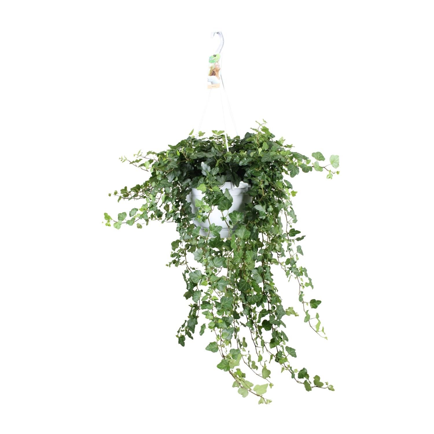 Hedera Wonder Green – Eleganter pflegeleichter Efeu