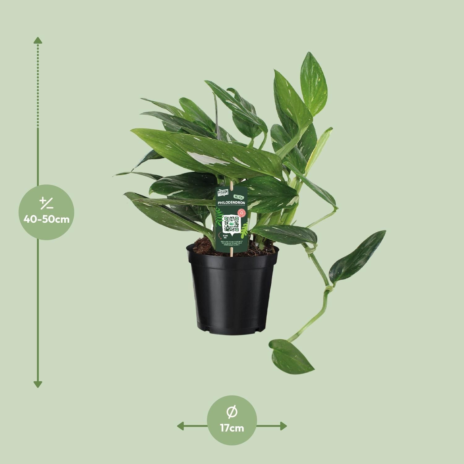 Philodendron Cobra – Luftreinigende Zimmerpflanze mit glänzendem Laub