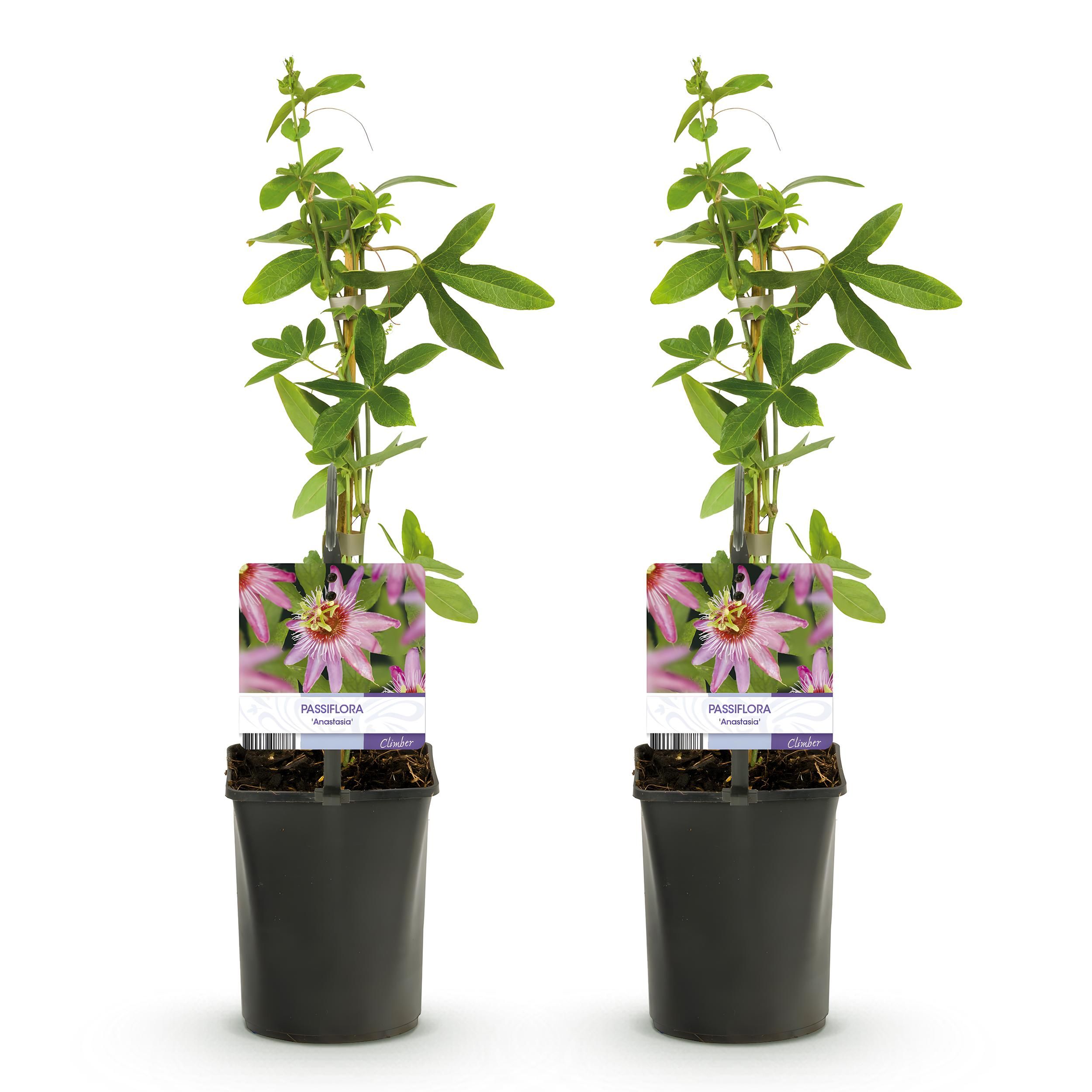 Passionsblume Anastasia | Rosa Blume | Wenig Pflege | 2 Pflanzen im Topf