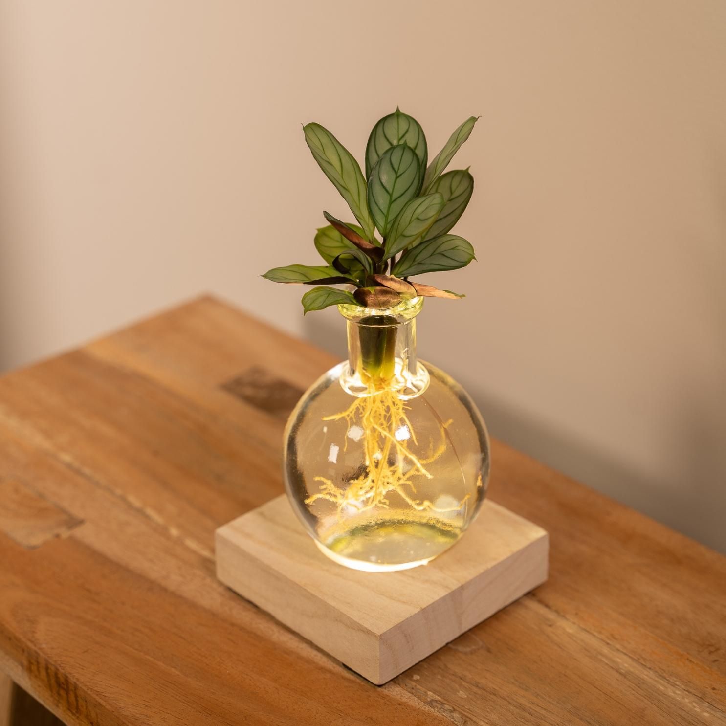 Calathea Hydroponie Pflanze im Samoa Glas
