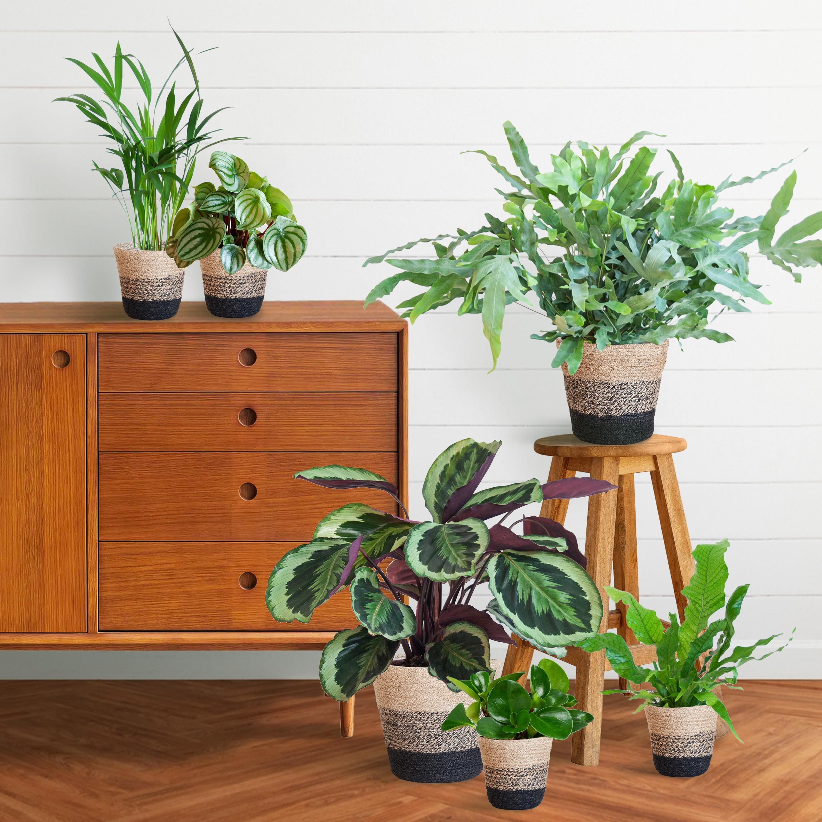 Haustierfreundliches Pflanzenset Groß mit Krokodilfarn & Calathea