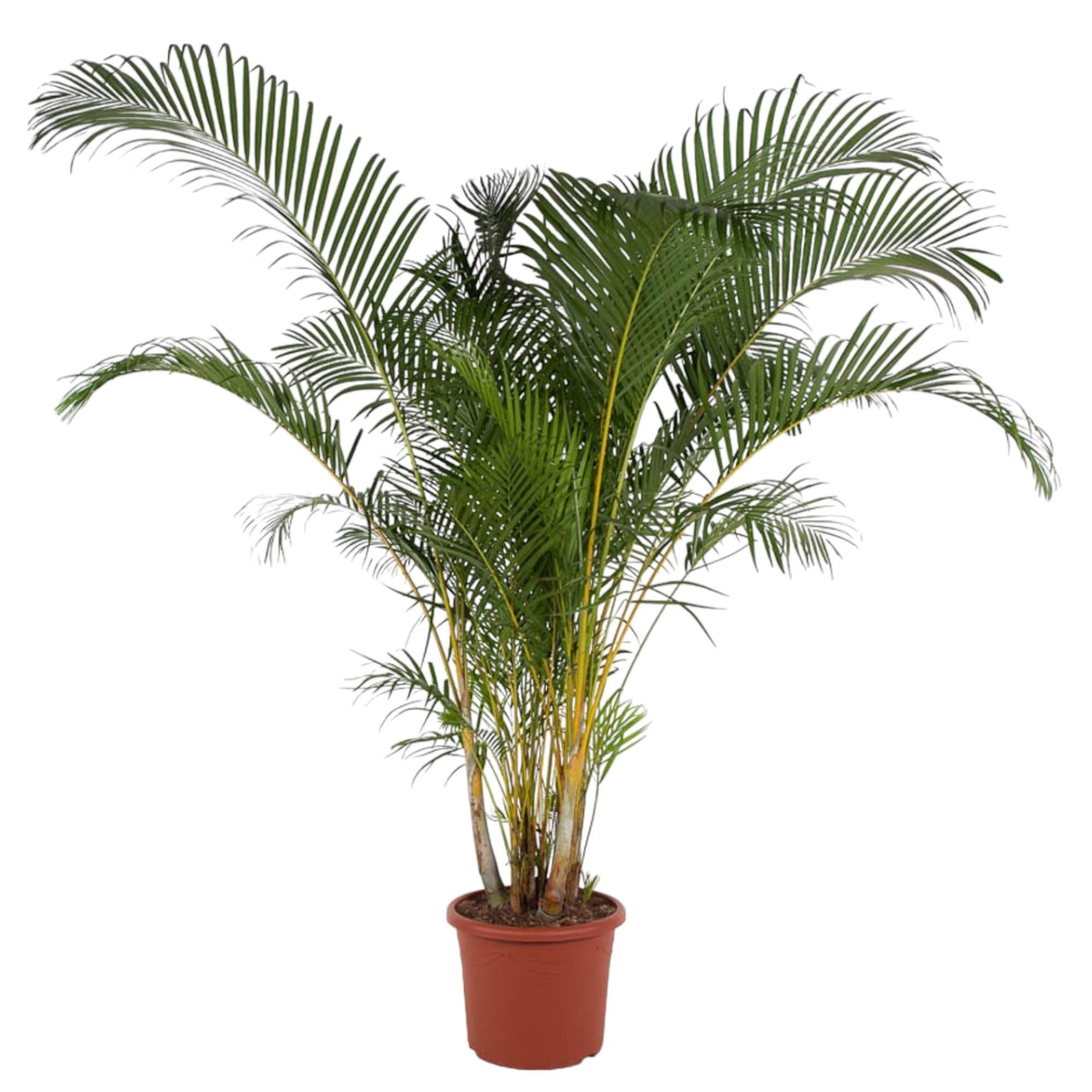 Dypsis Lutescens Areca-Palme in großzügigem Blattwerk