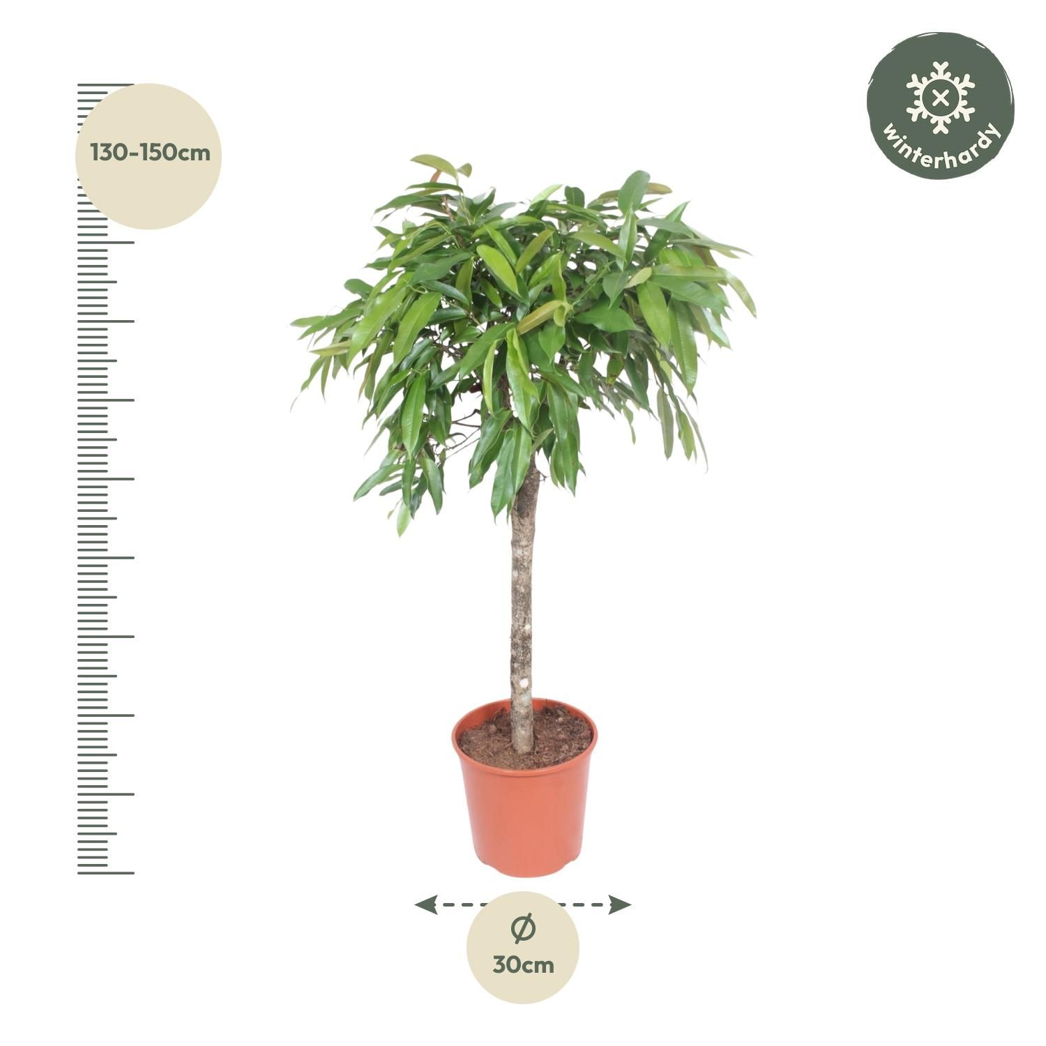 Ficus Amstel King Zimmerpflanze mit geflochtenem Stamm