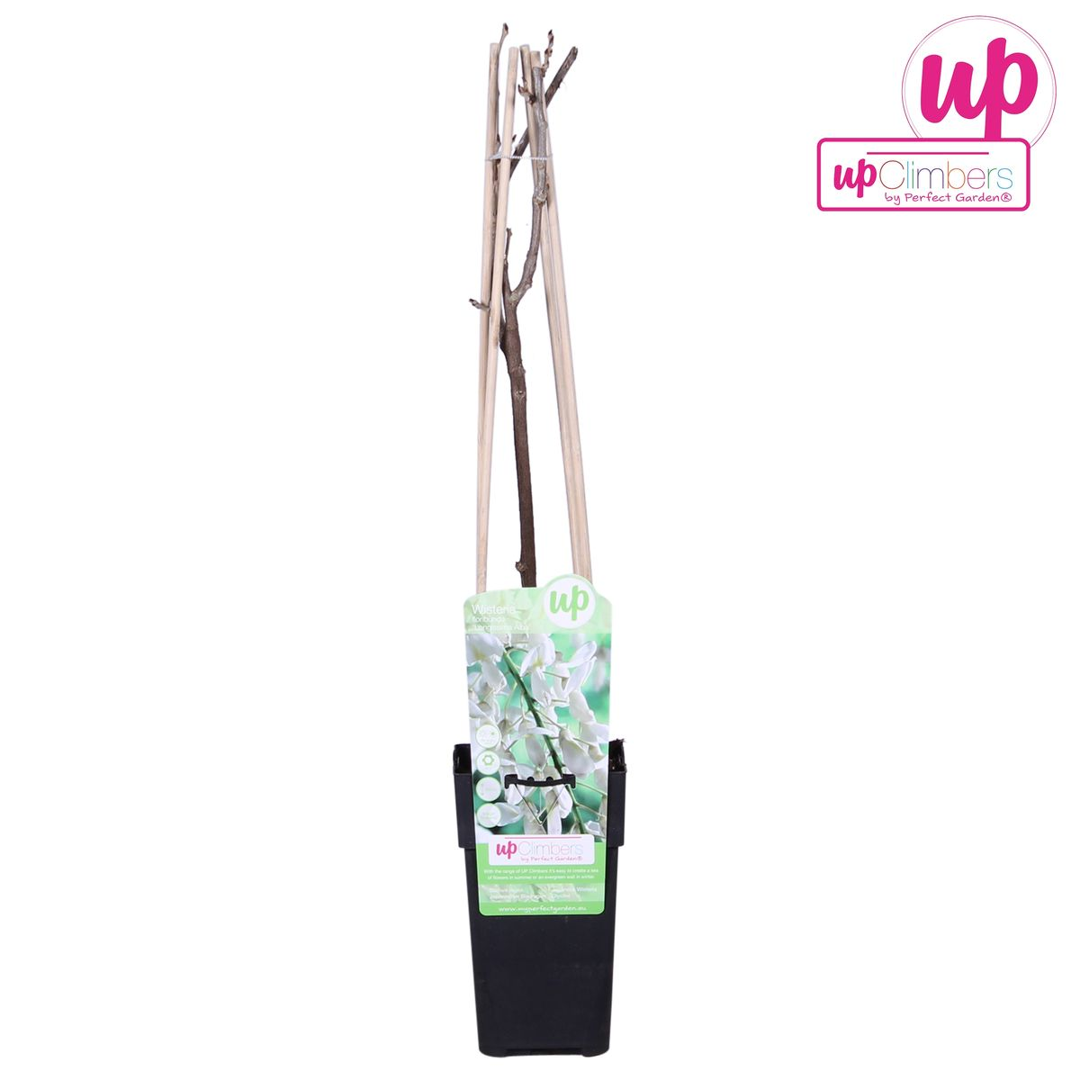 Wisteria Floribunda Alba Weißer Regen Kletterpflanze