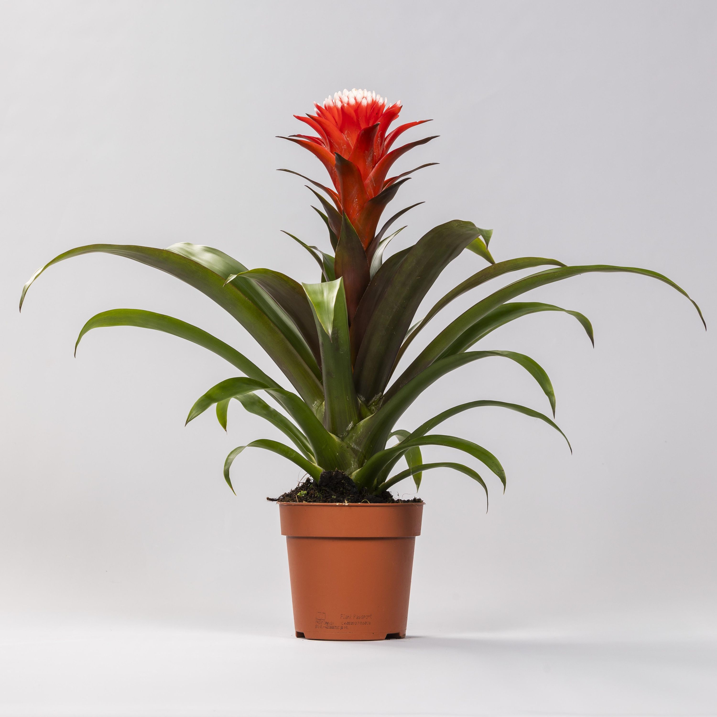 Guzmania Hope exotische Zimmerpflanze