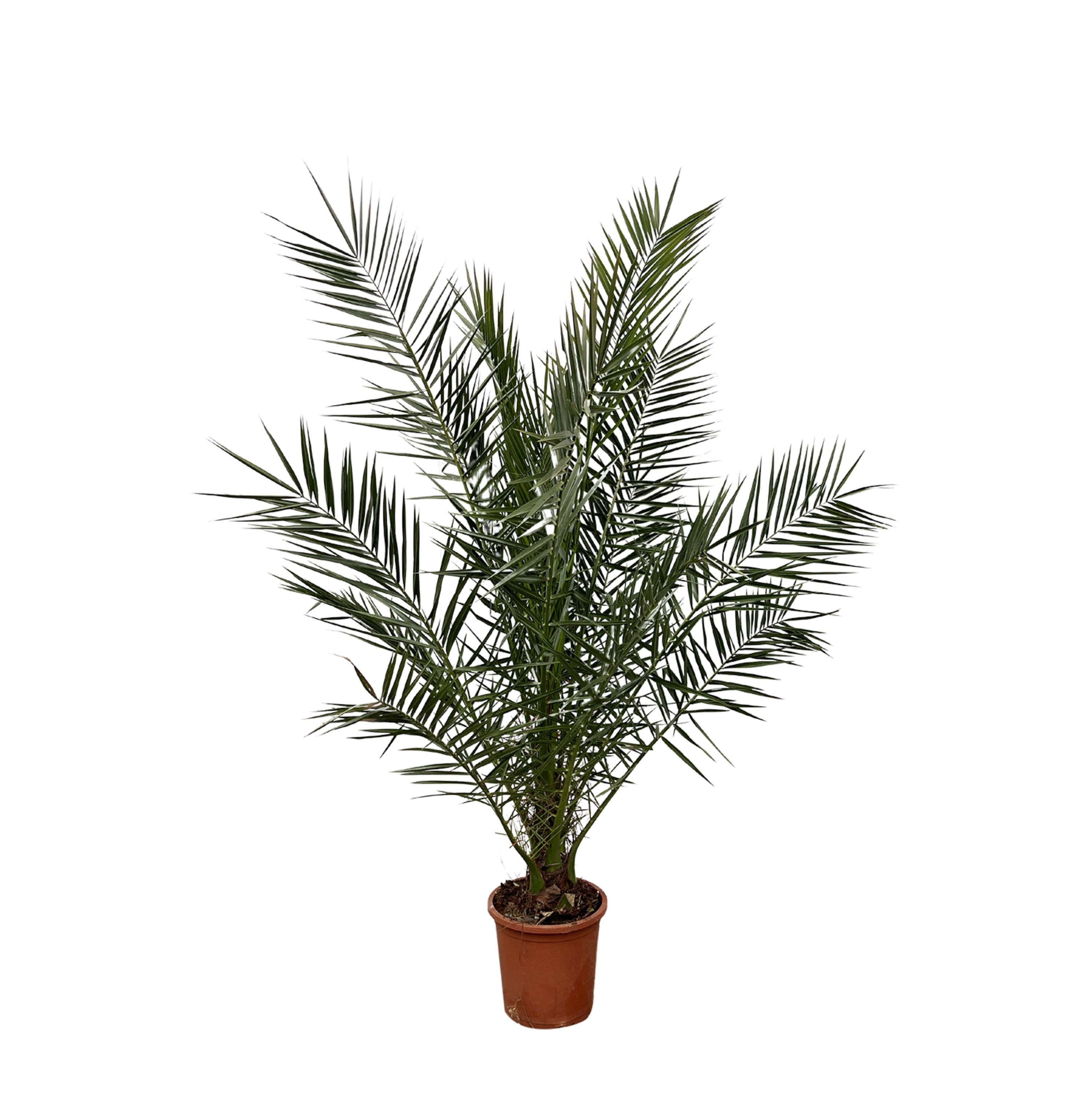 Kanarische Dattelpalme Phoenix Canariensis
