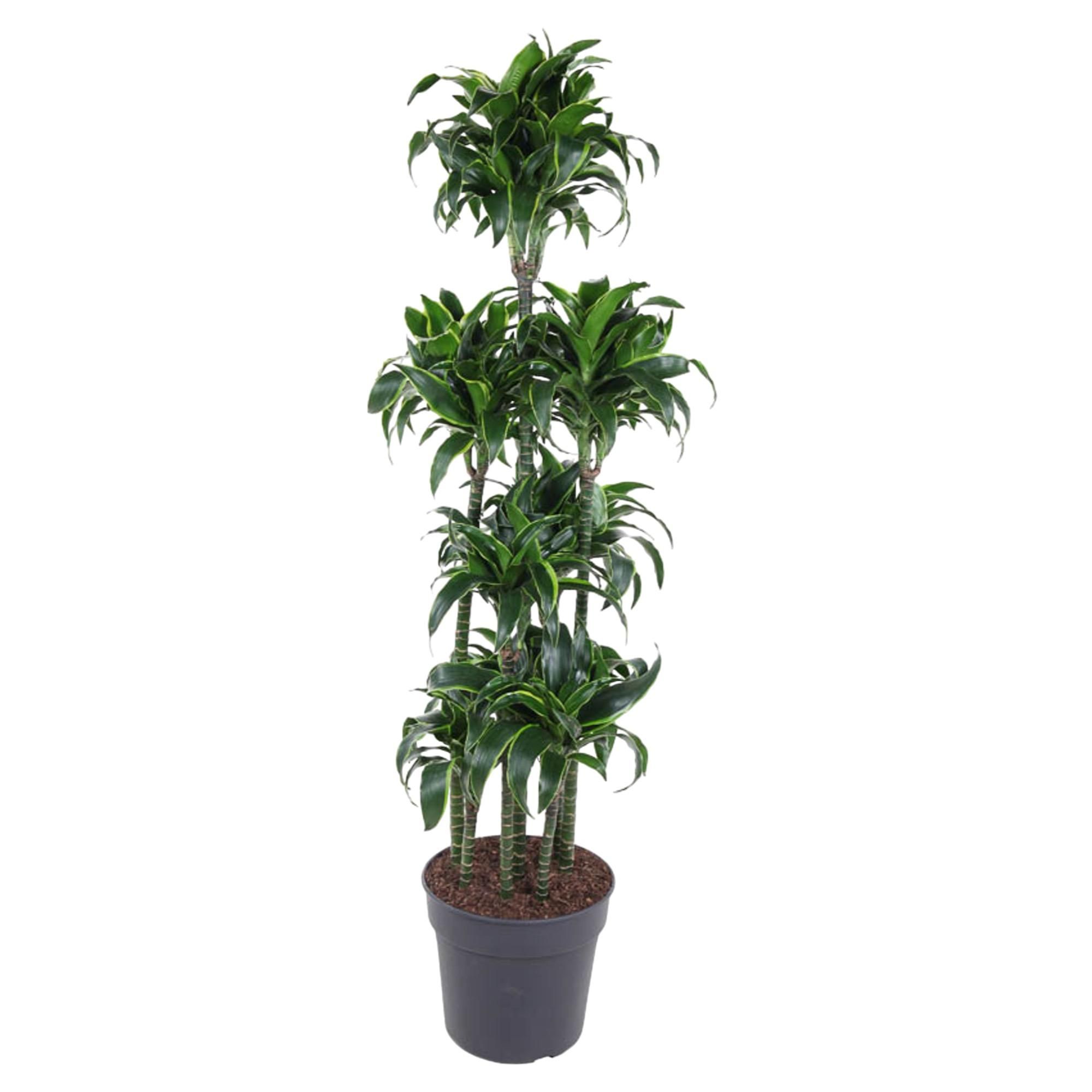 Dracaena Dorado Carrousel – elegante Zimmerpflanze
