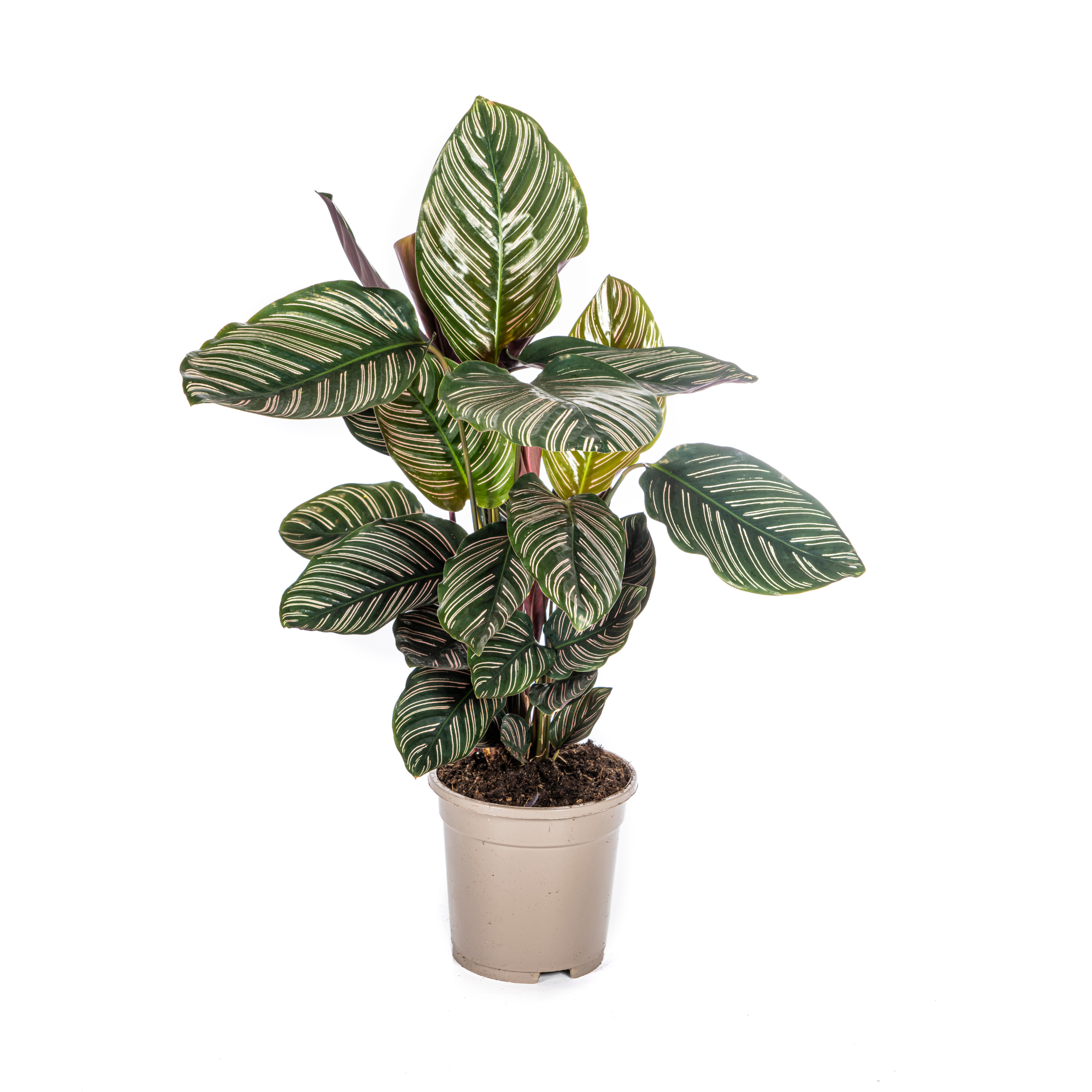 Calathea Ornata Sanderiana Ø17cm | 40-50cm Höhe | Dekorative Blätter