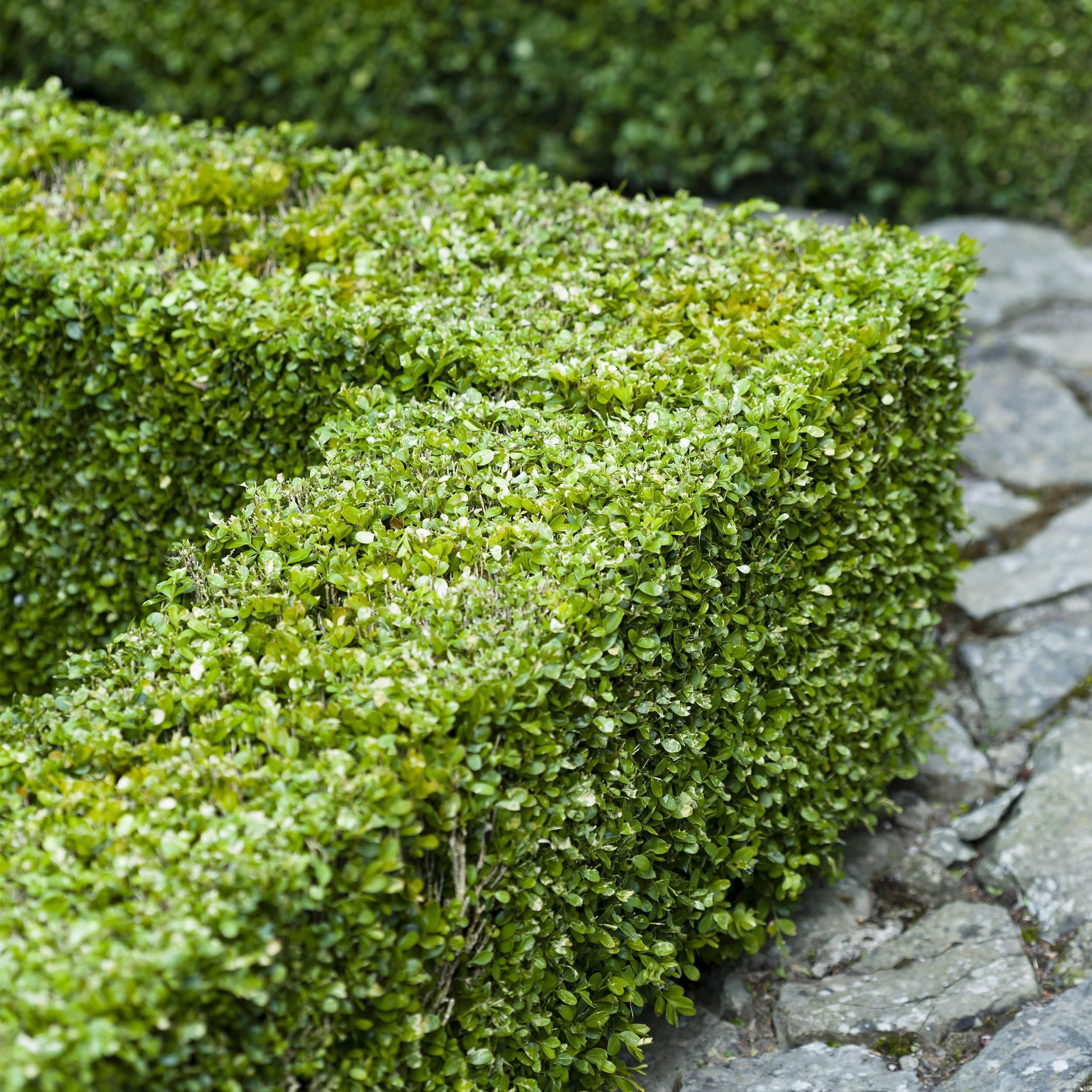 Buxus sempervirens Set – immergrün | 6 Pflanzen für 1 Meter Hecke