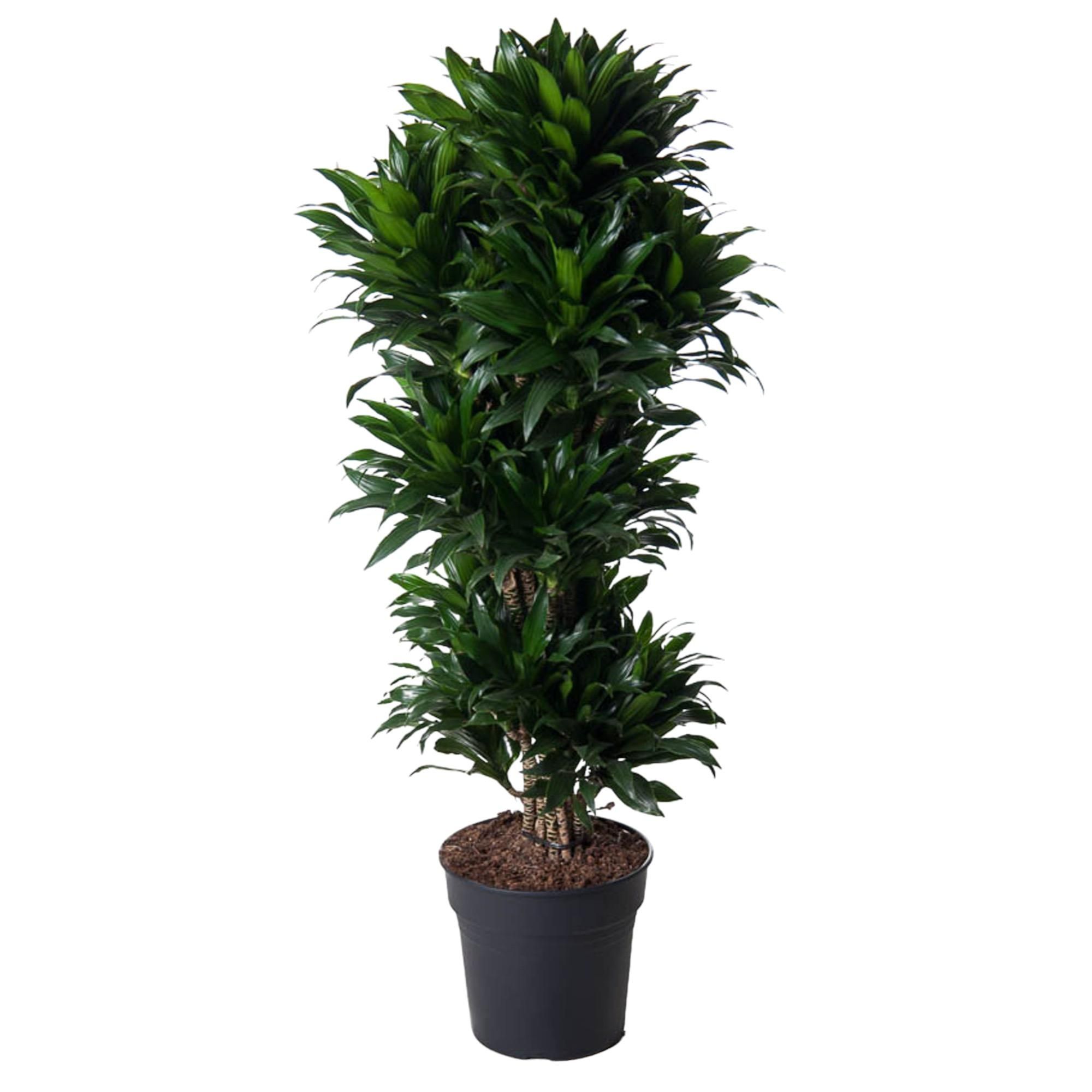 Dracaena Compacta - kompakte Zimmerpflanze mit glänzenden Blättern