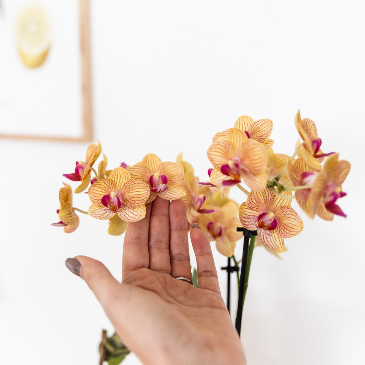 Kolibri Company Phalaenopsis Orchidee & Calathea Set in Orange