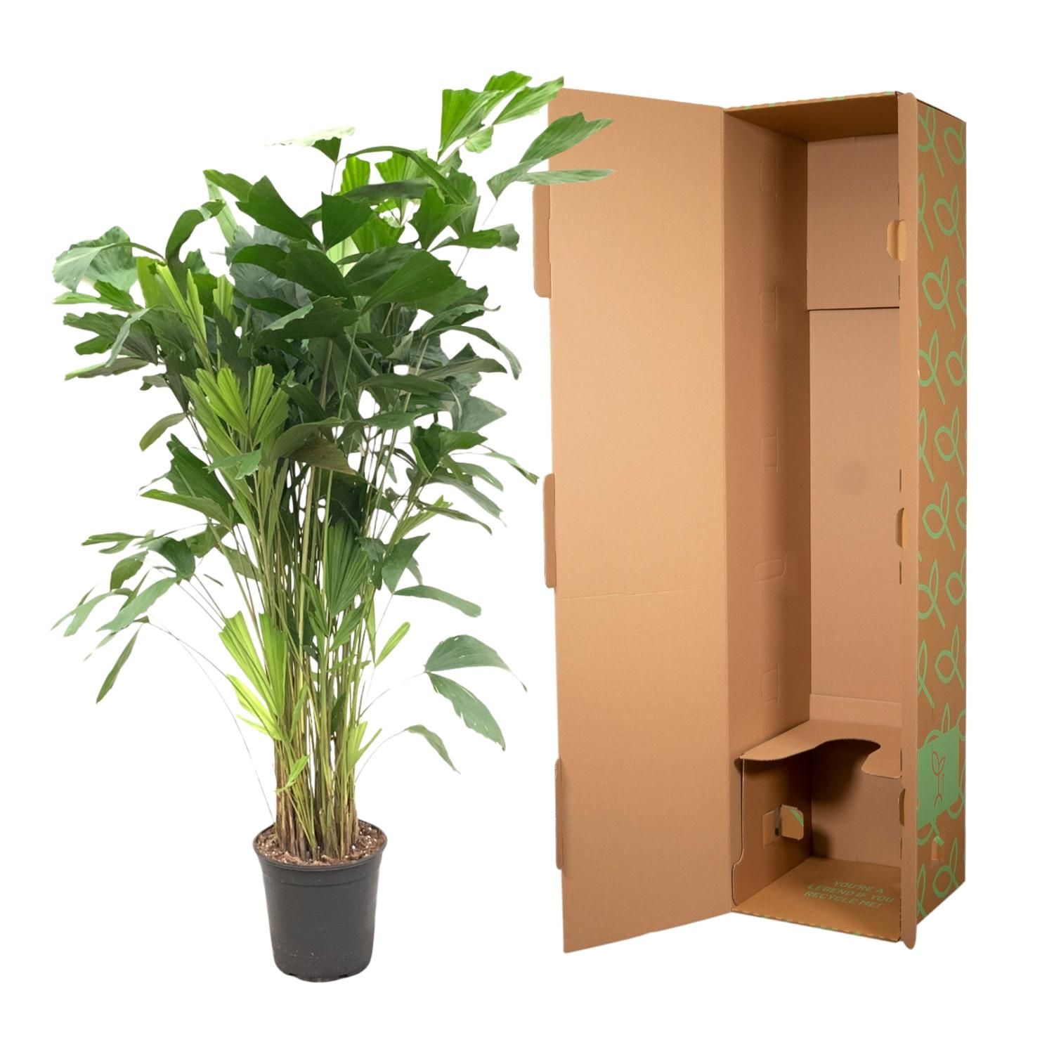 Fischschwanzpalme Caryota Mitis – 140 cm – Topf Ø24