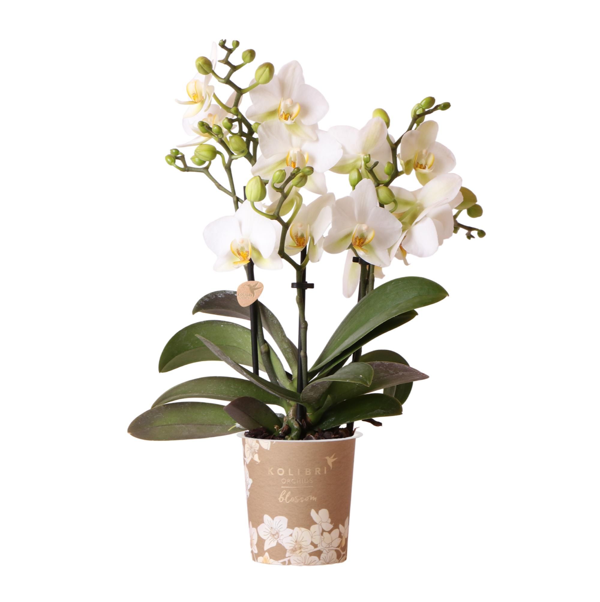 Weiße Phalaenopsis Orchidee Lausanne