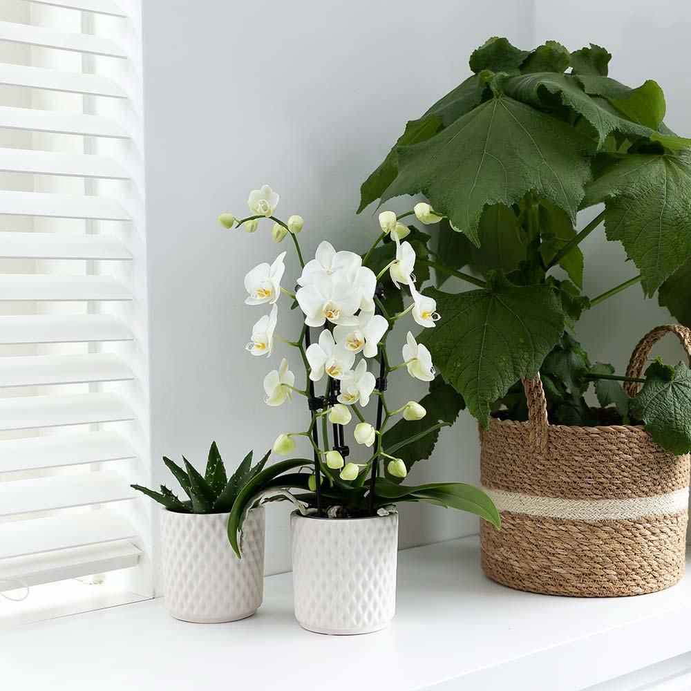 Phalaenopsis Orchidee Niagara Fall weiß