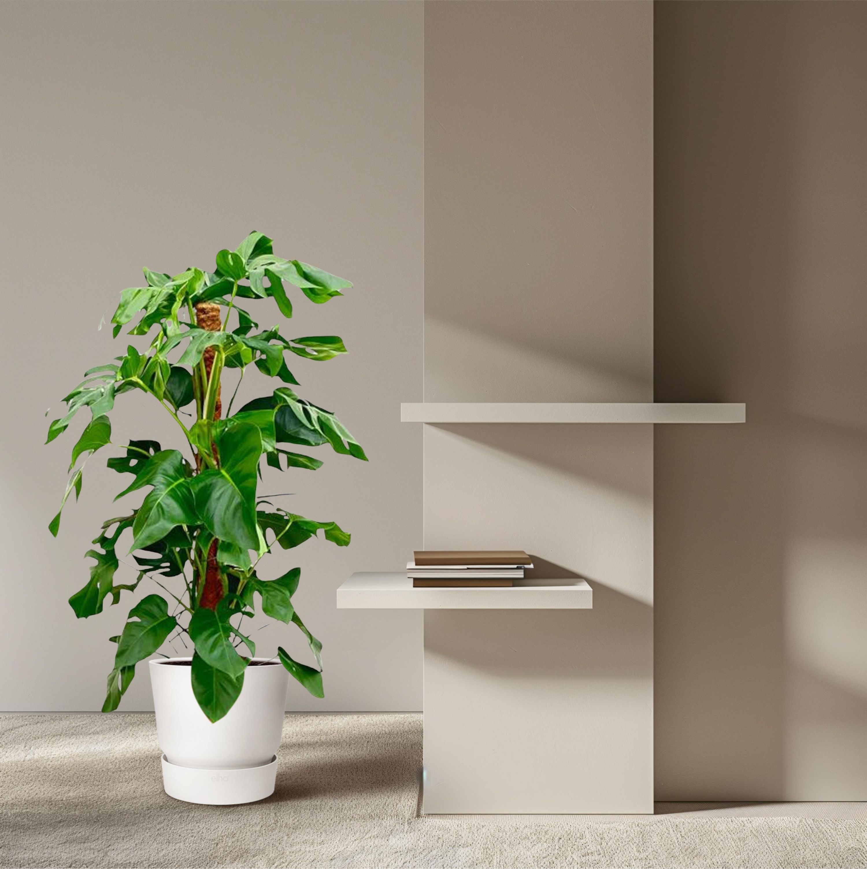 Monstera Pertusum Zimmerpflanze