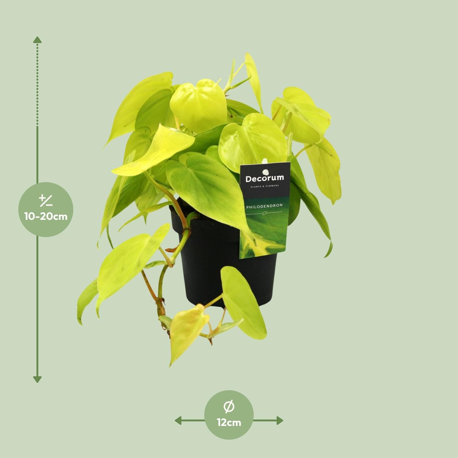 Philodendron Lime Zimmerpflanze mit glänzenden Blättern