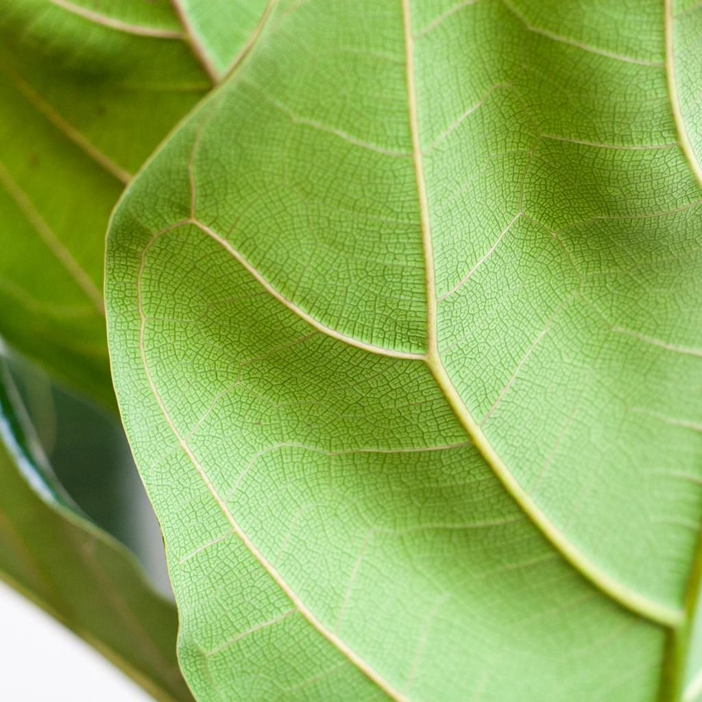 Ficus Lyrata im Korb – 80cm hoch – mit schwarzem Korb Ø21