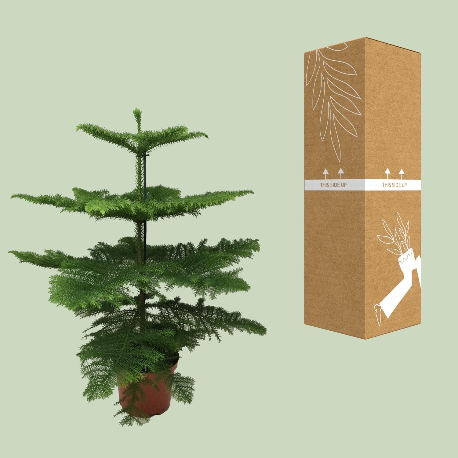 Elegante Araucaria Zimmerpflanze