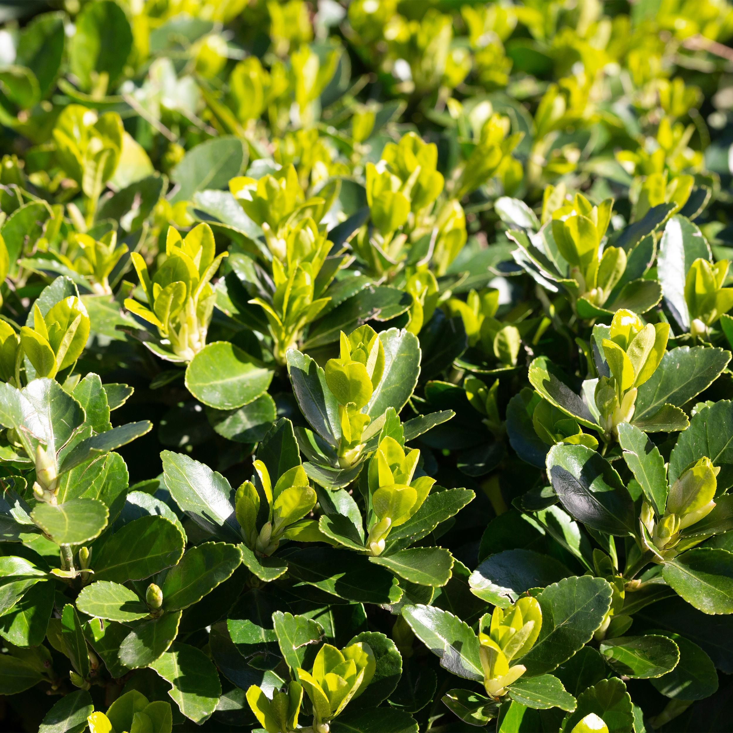Euonymus japonica Green Spire – 6 Pflanzen – Immergrün – 40 cm