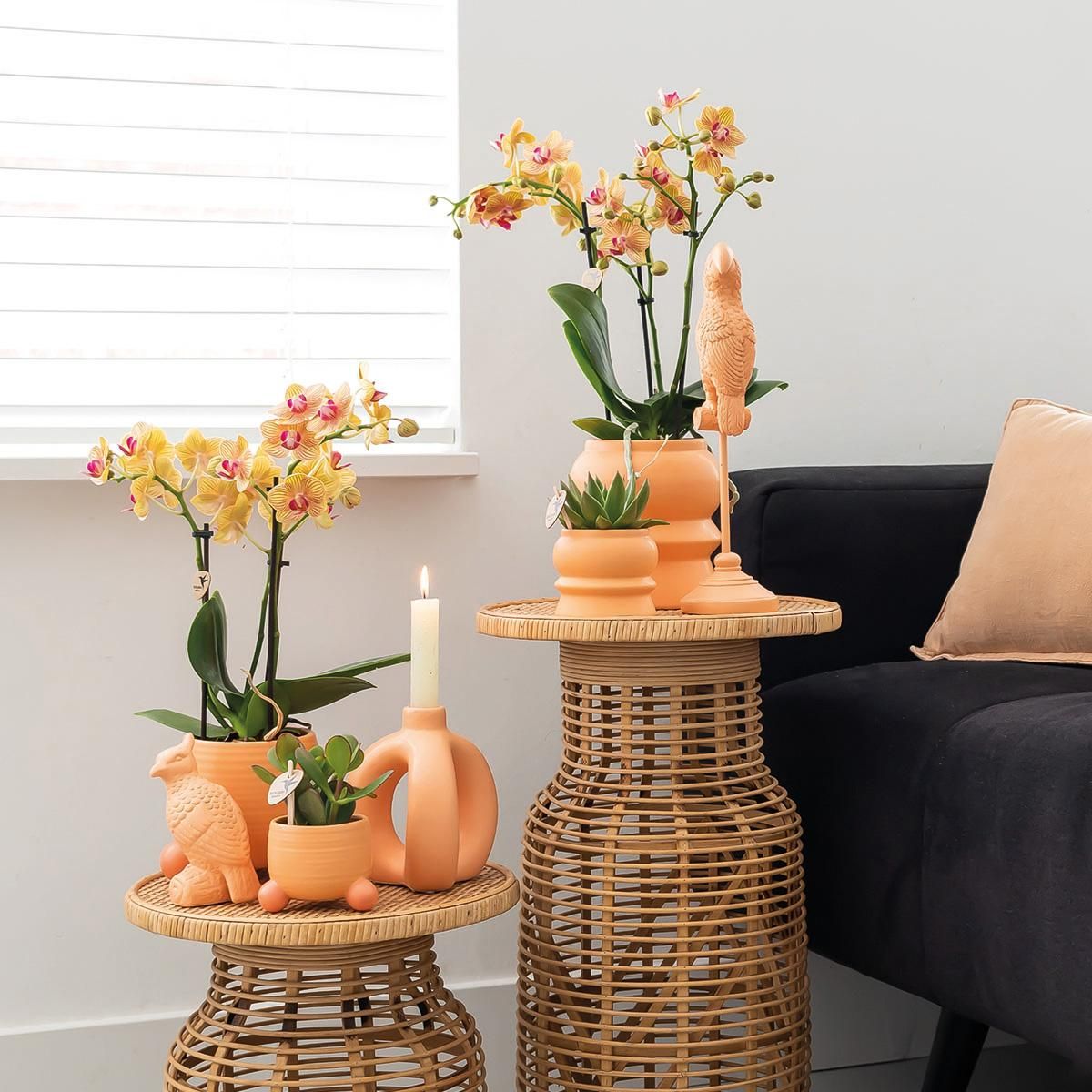 Orange Phalaenopsis Orchidee Jamaica im Pfirsich Dekotopf