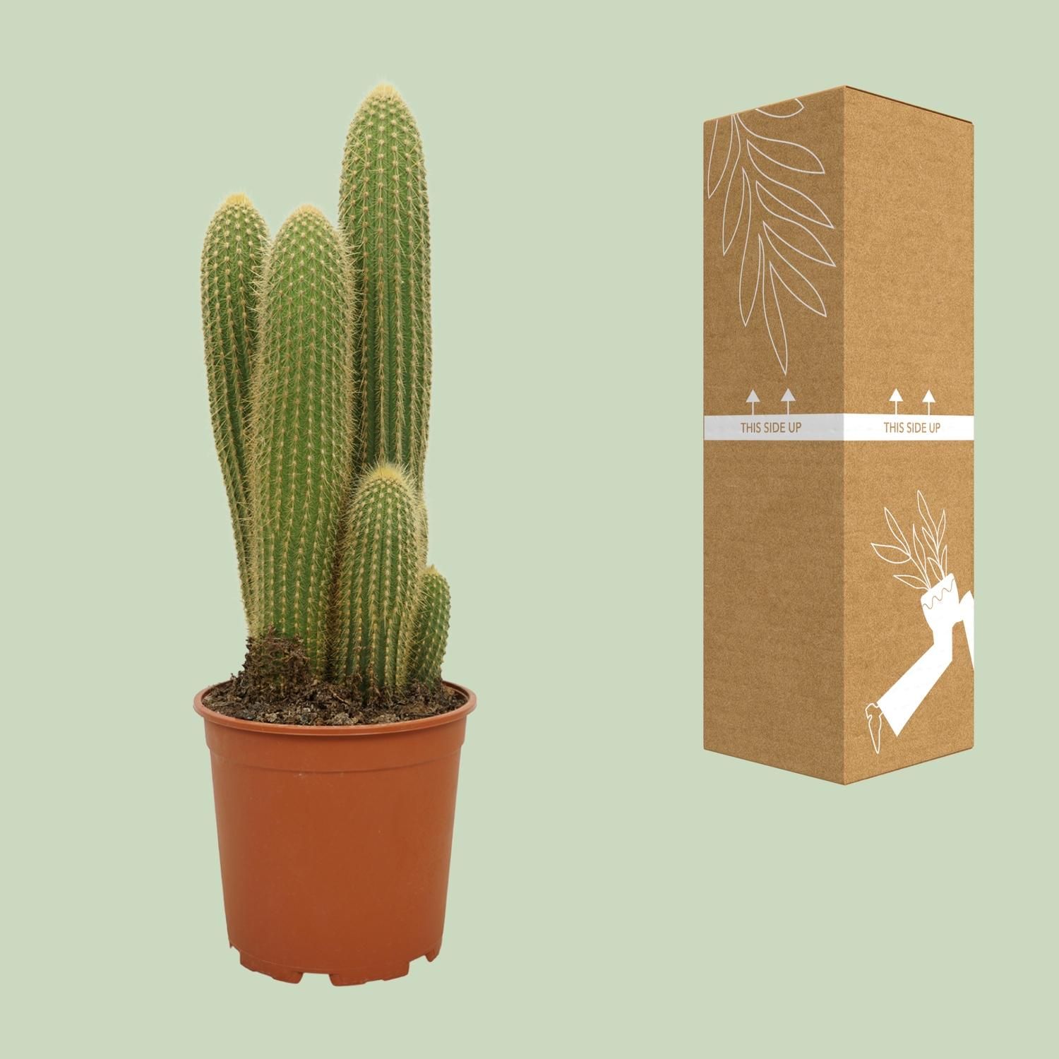 Vatricania Guentheri – Ø21cm – ↕55cm