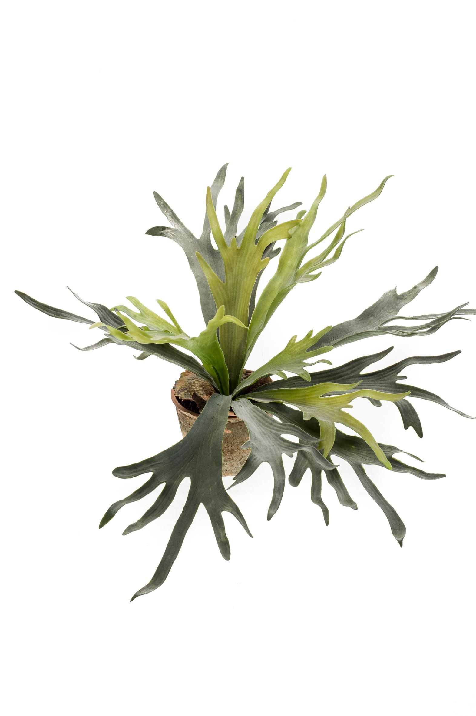 Kunstpflanze Staghorn Farn Geweihfarn