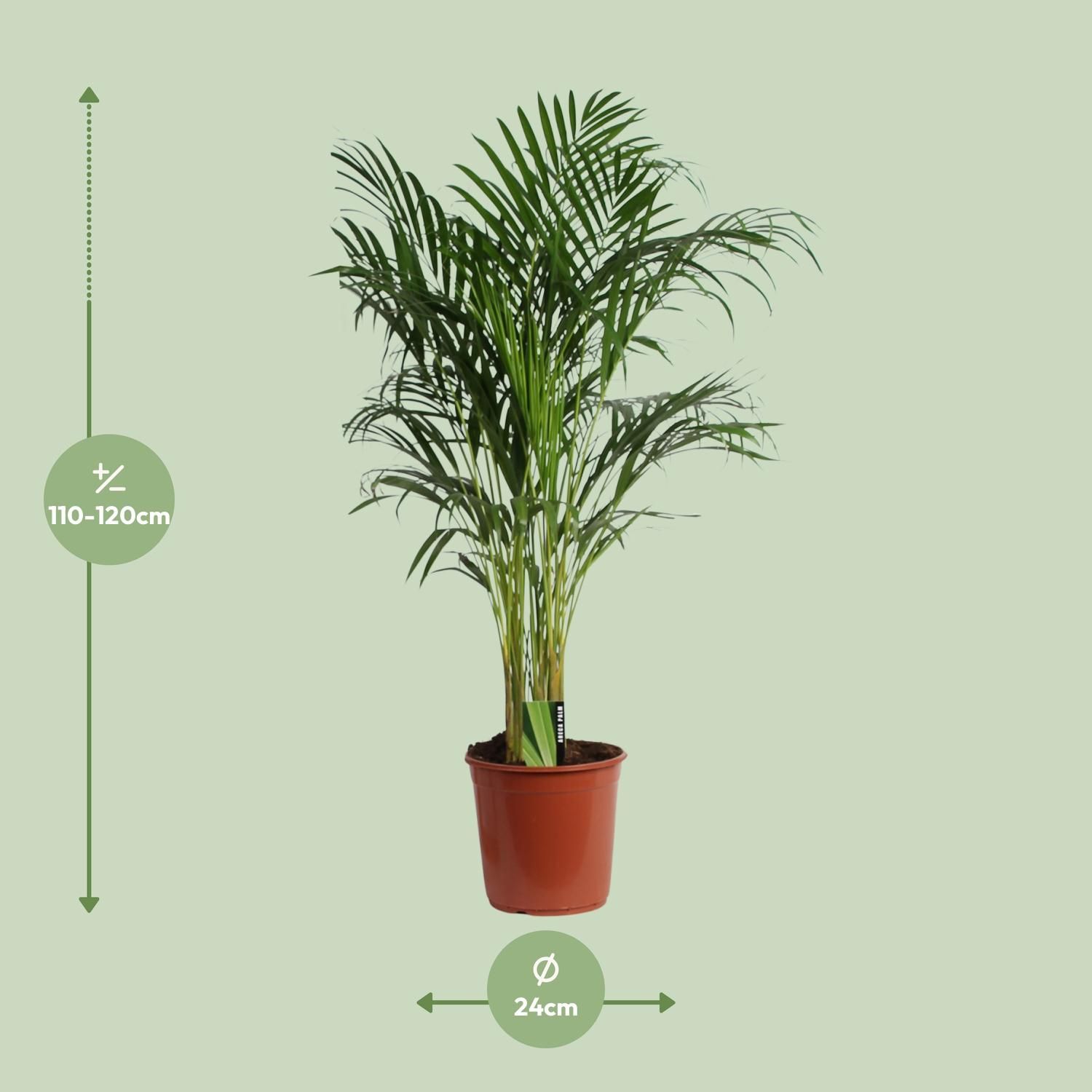 Areca Palme Dypsis Lutescens